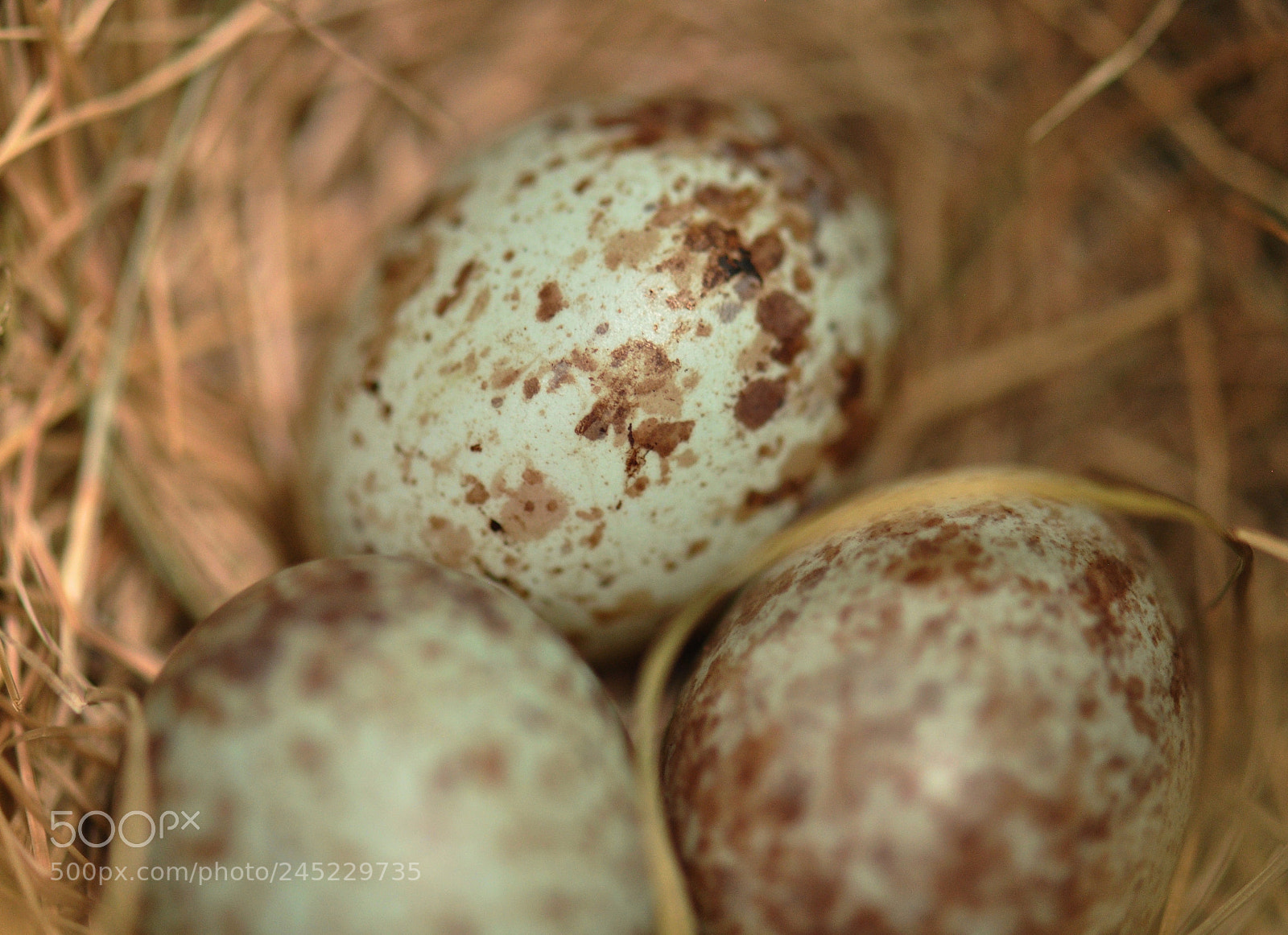Nikon D90 sample photo. Sparrow eggs macro photography