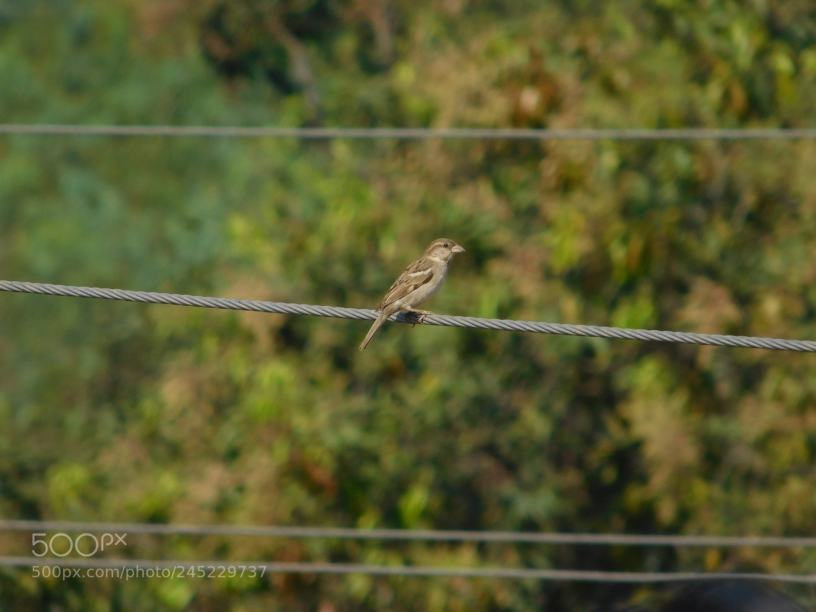 Nikon Coolpix L840 sample photo. Small bird photography