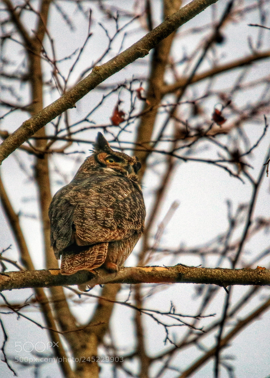 Canon EOS 750D (EOS Rebel T6i / EOS Kiss X8i) sample photo. Hoo goes there! photography