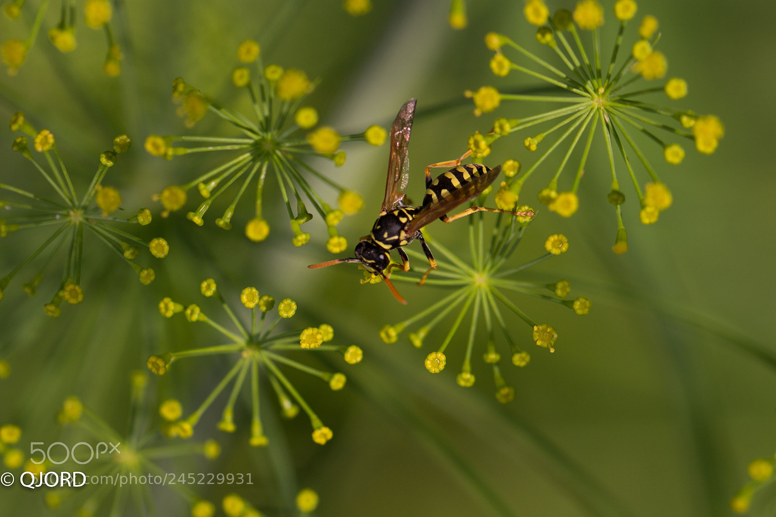 Canon EOS 60D sample photo. Nature photography