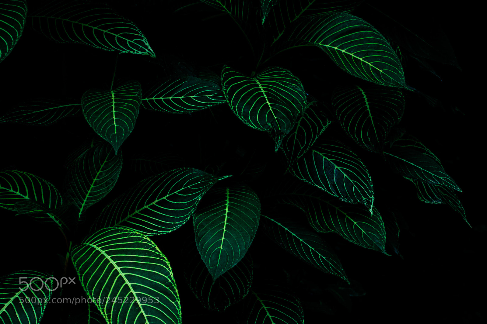 Nikon D3100 sample photo. Natureza | foto ana francisconi photography