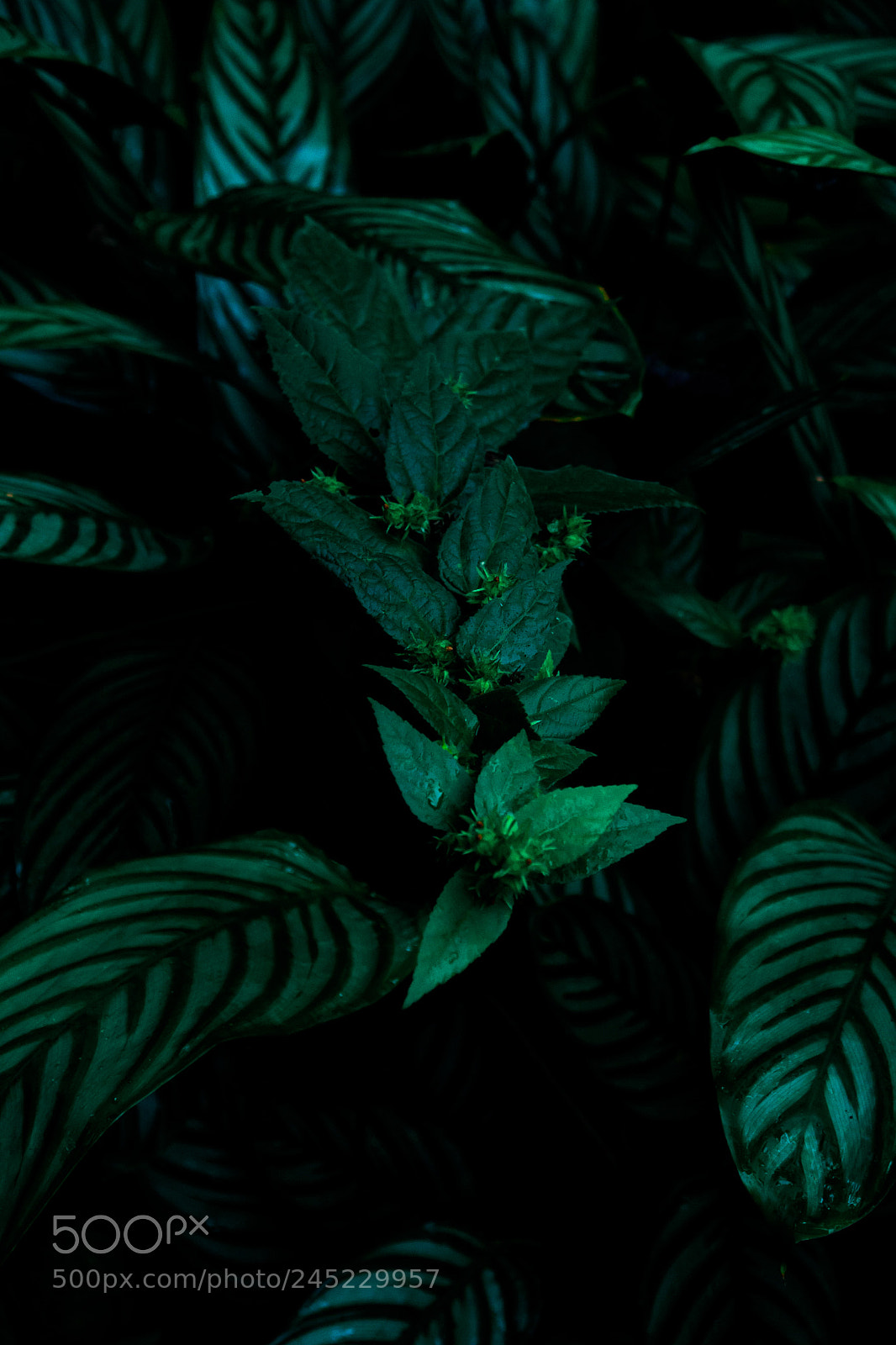 Nikon D3100 sample photo. Natureza | foto ana francisconi photography