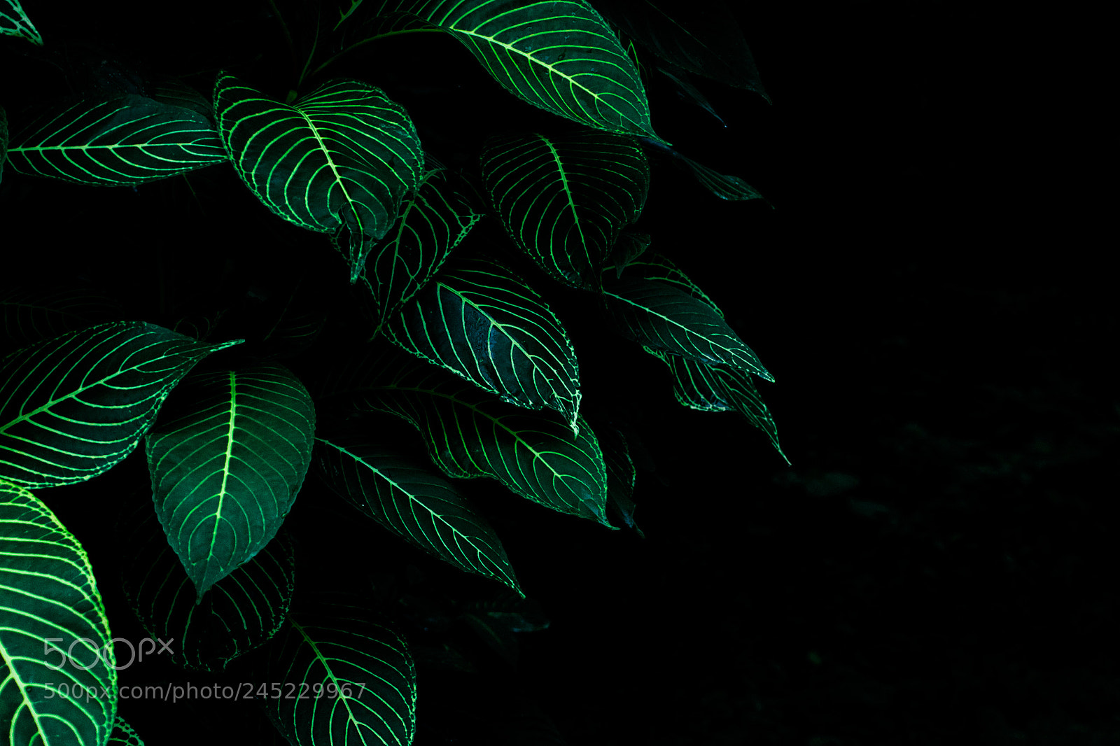 Nikon D3100 sample photo. Natureza | foto ana francisconi photography