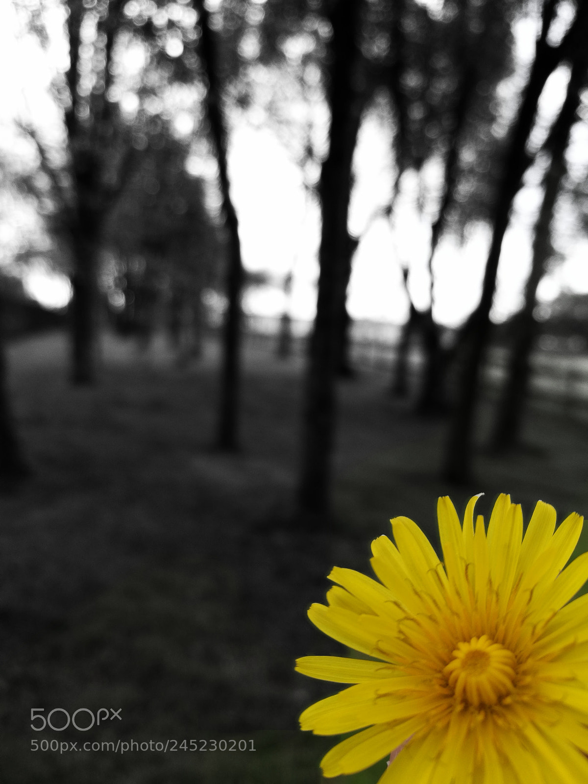HUAWEI Honor 8 sample photo. Untitled photography