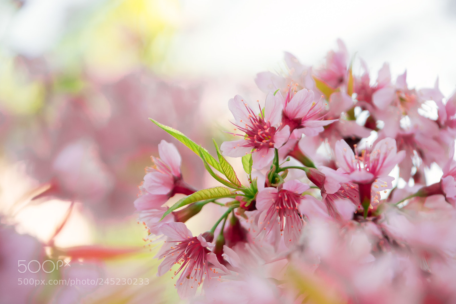 Nikon D3100 sample photo. Cherry blossom foto ana photography