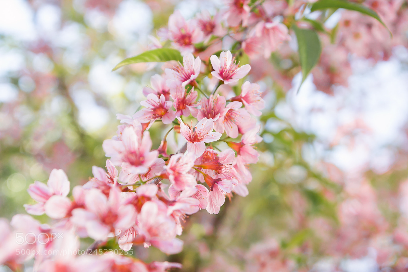 Nikon D3100 sample photo. Cherry blossom foto ana photography