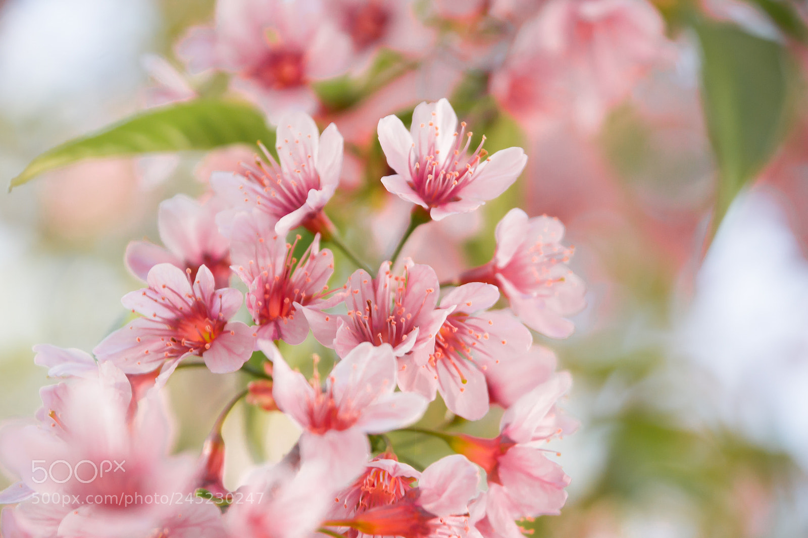 Nikon D3100 sample photo. Cherry blossom foto ana photography