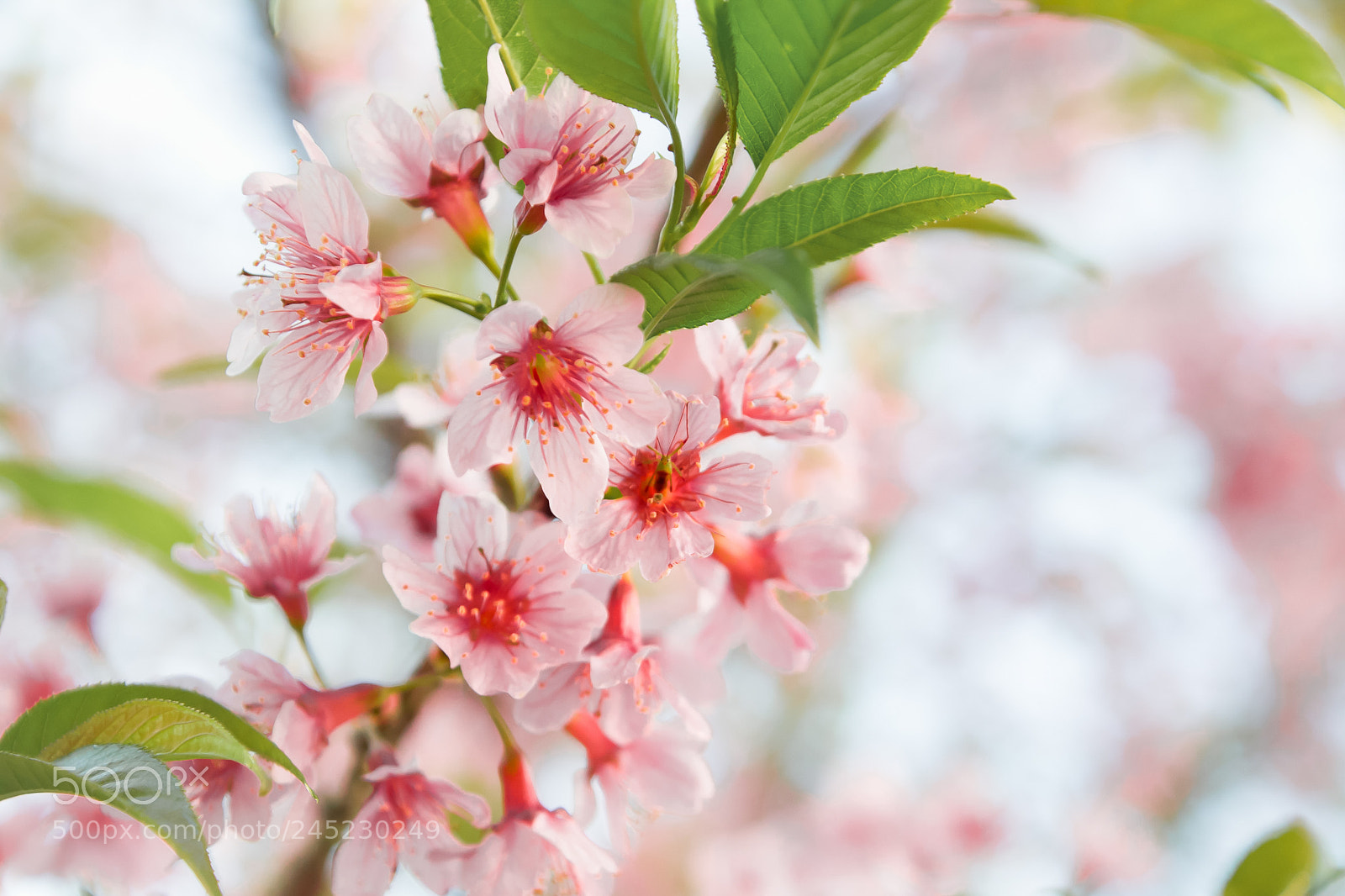 Nikon D3100 sample photo. Cherry blossom foto ana photography