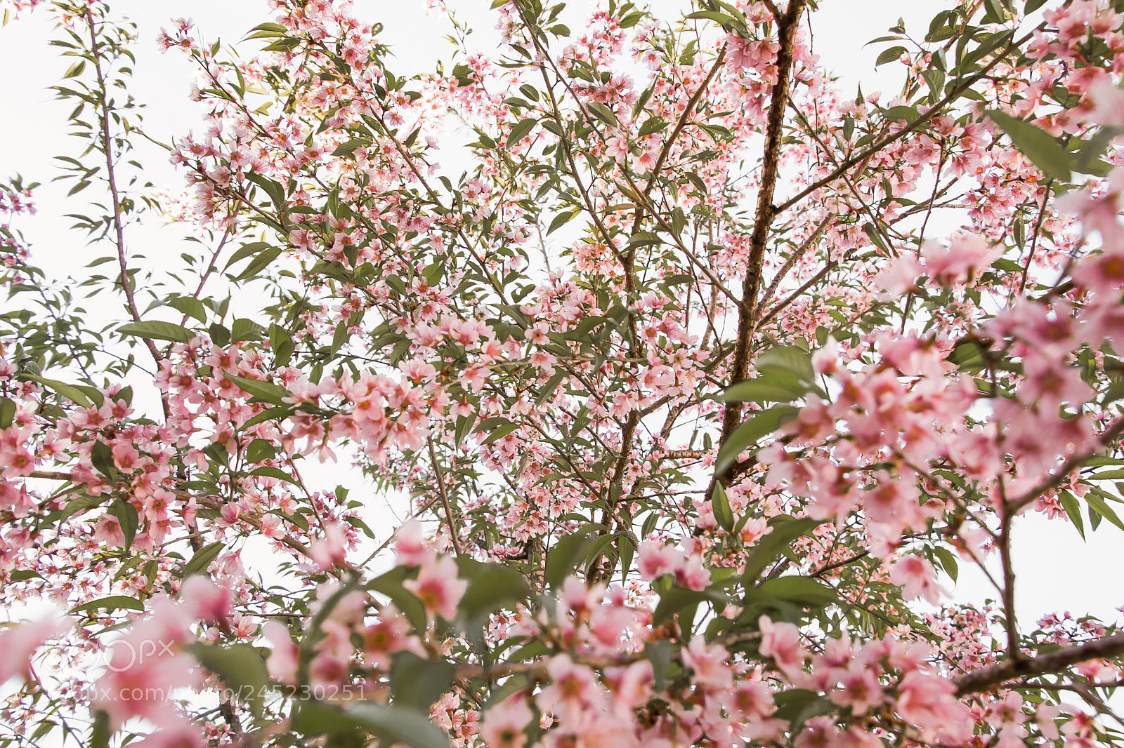 Nikon D3100 sample photo. Cherry blossom foto ana photography