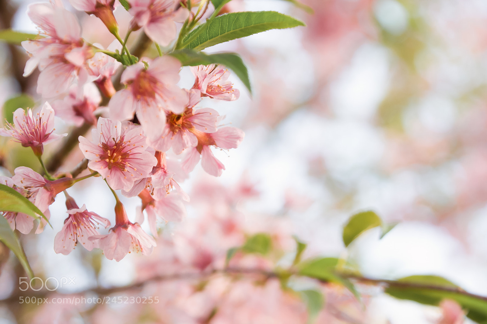 Nikon D3100 sample photo. Cherry blossom foto ana photography