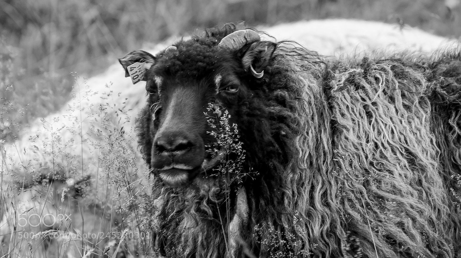 Canon EOS 700D (EOS Rebel T5i / EOS Kiss X7i) sample photo. Sheep photography