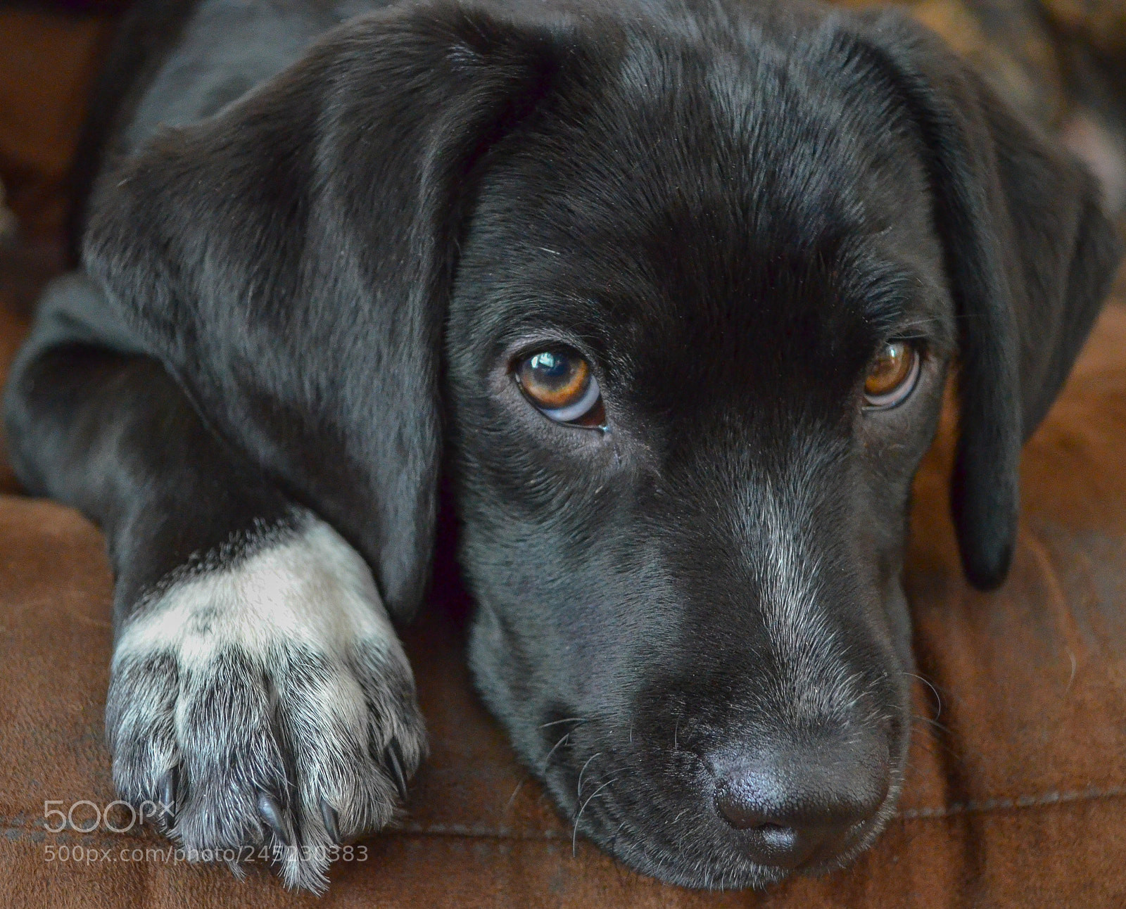 Nikon D5100 sample photo. Eli the pup photography