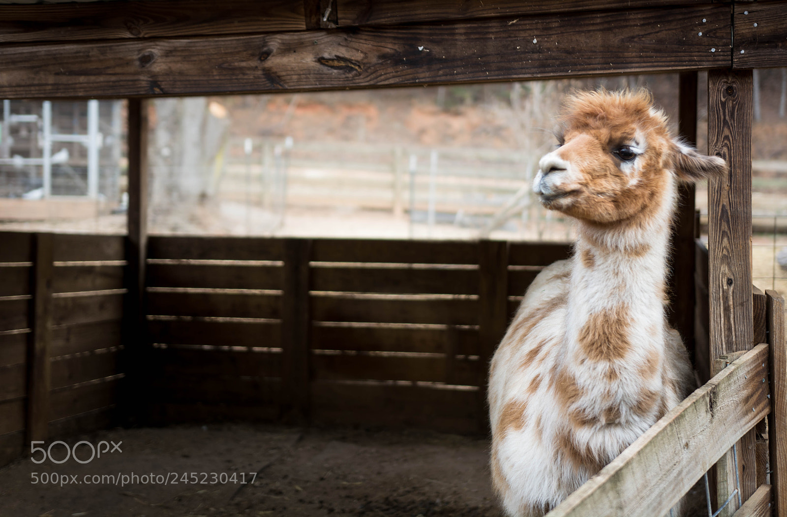 Nikon D5200 sample photo. Llama photography