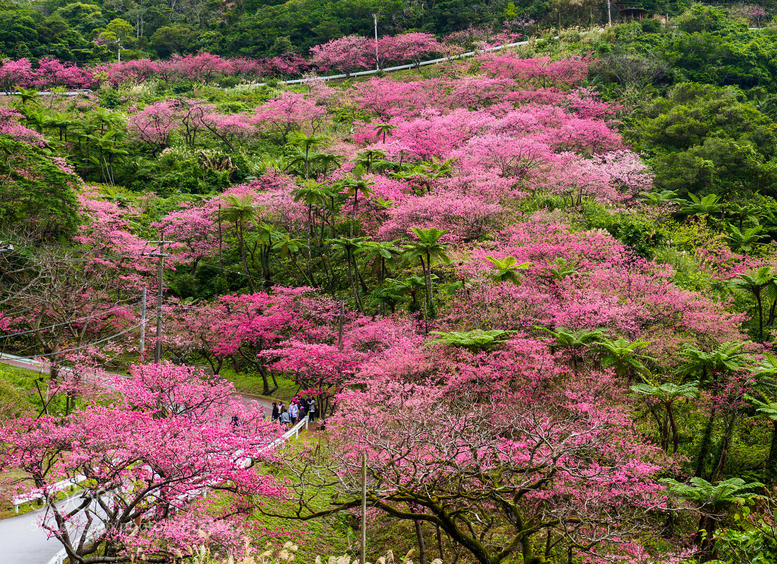 Olympus OM-D E-M1 Mark II sample photo. 春来たる photography
