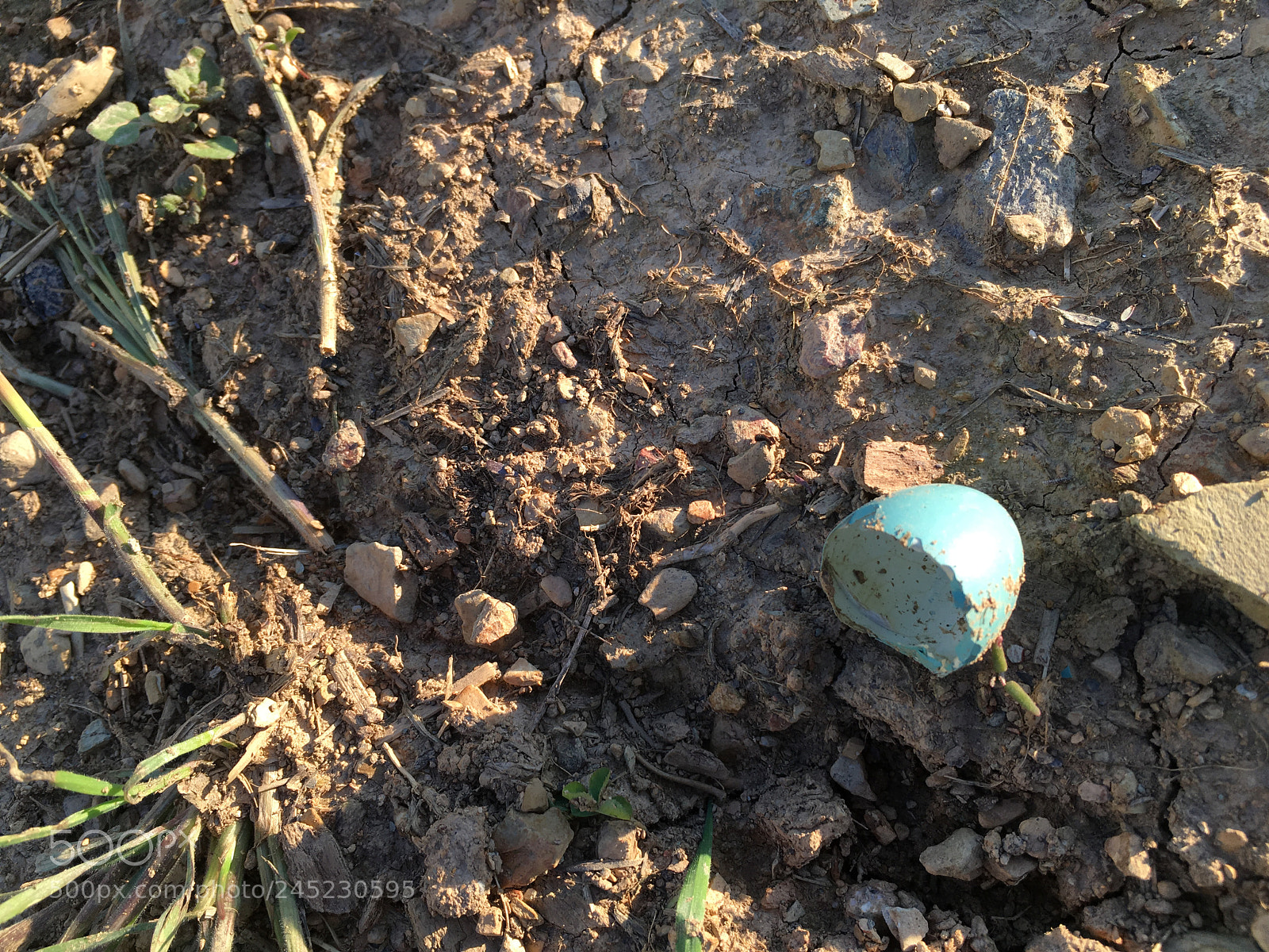 Apple iPhone 6s sample photo. Hatched photography