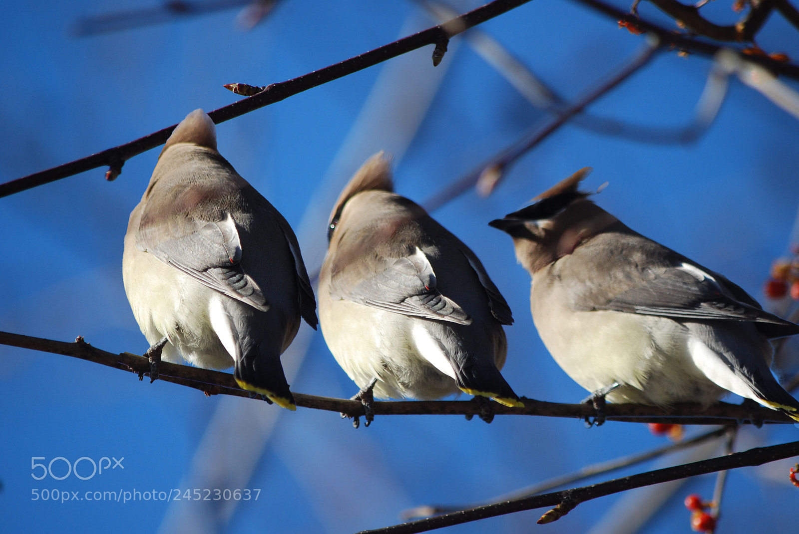 Nikon D60 sample photo. Three is a crowd photography
