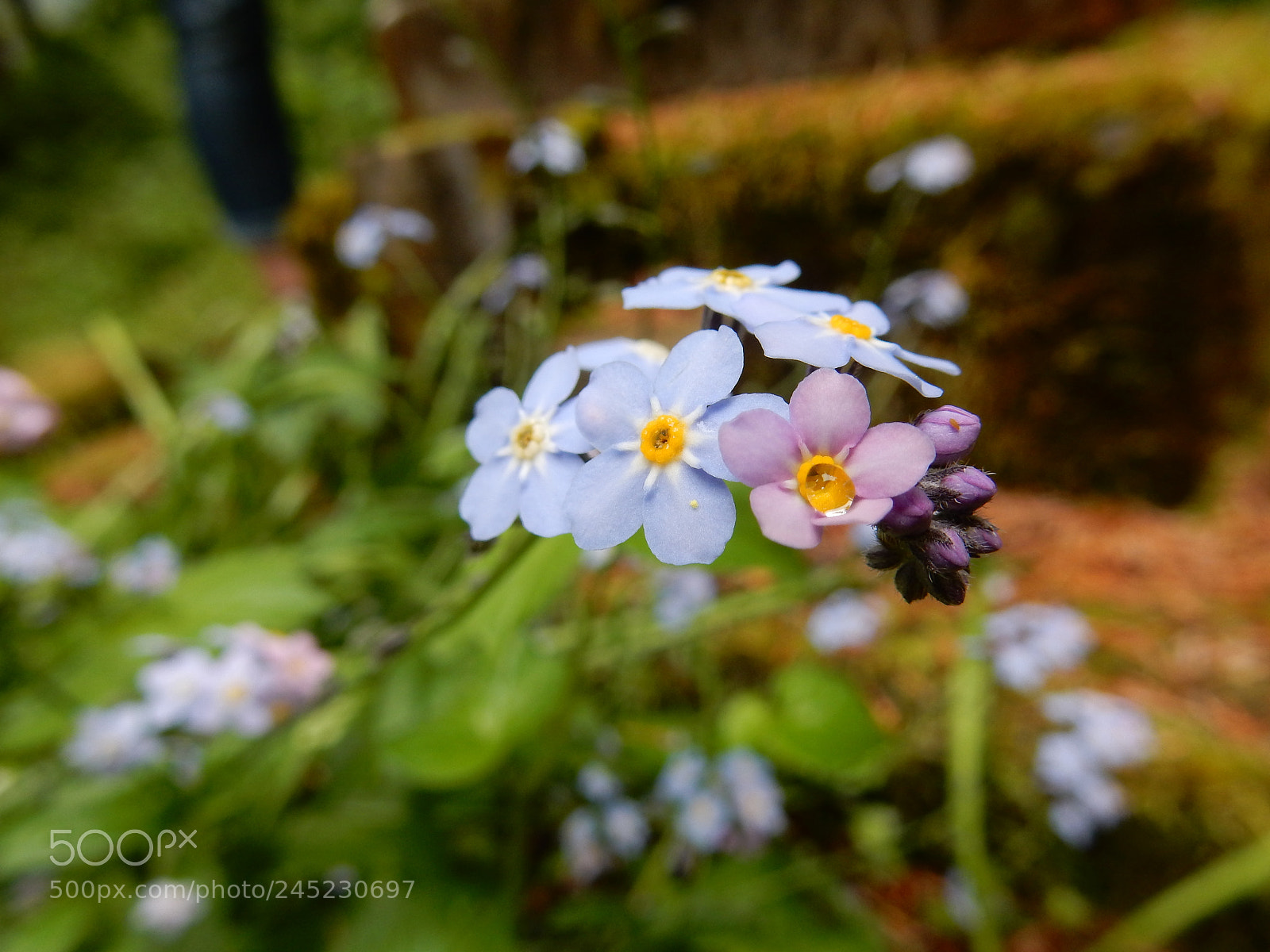 Nikon Coolpix S9900 sample photo. Forget-me-nots photography