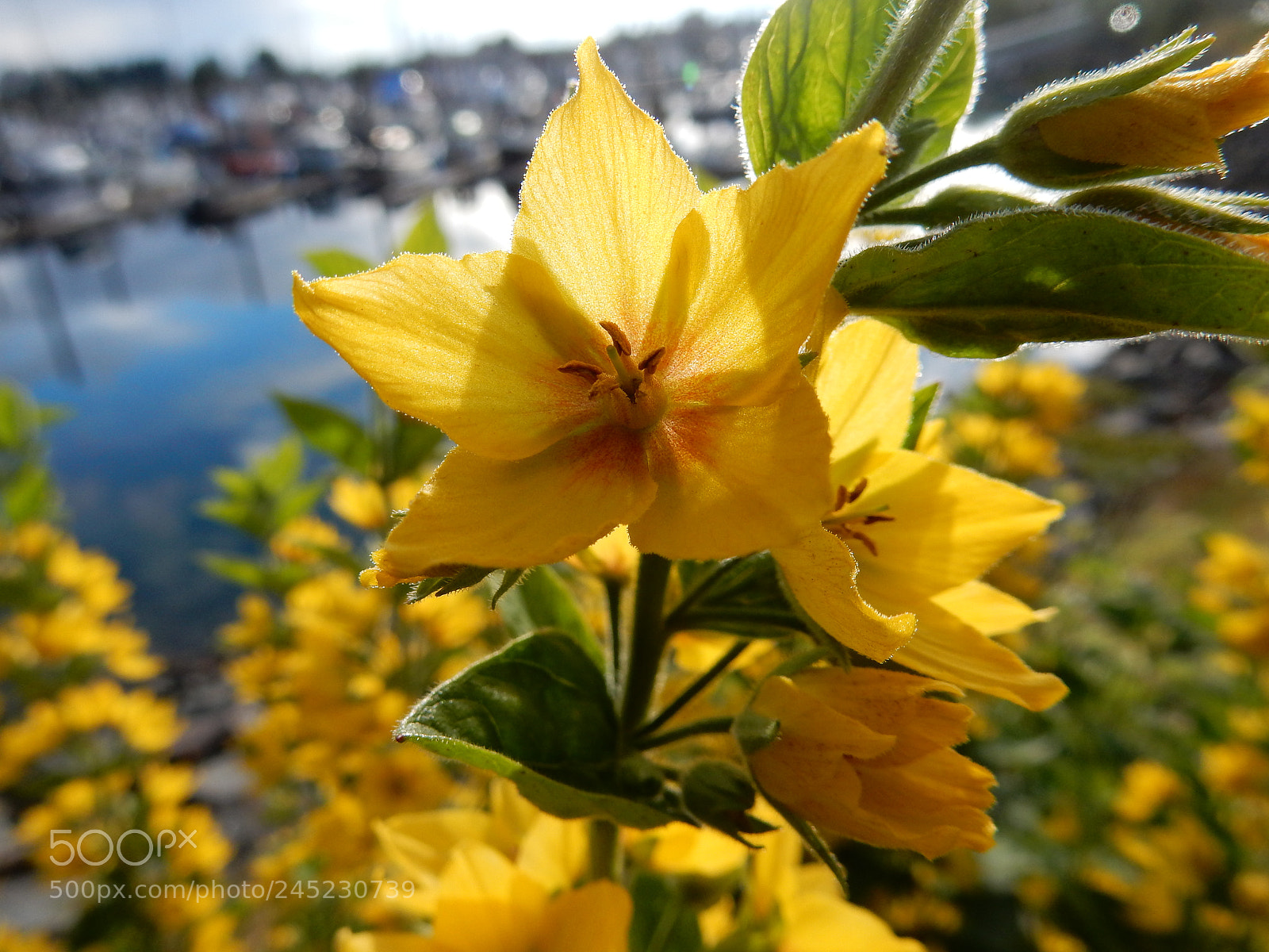 Nikon Coolpix S9900 sample photo. Flowers photography