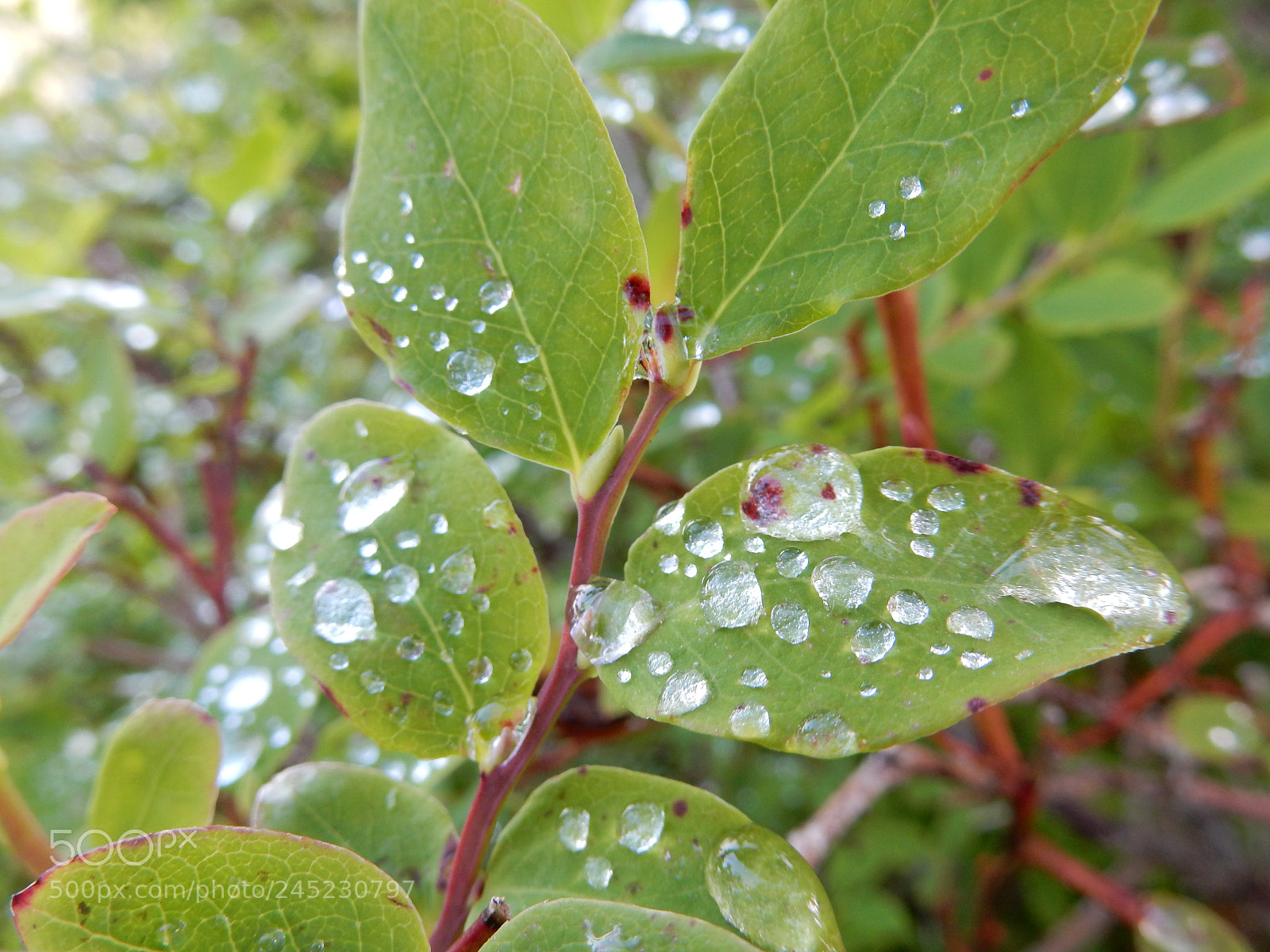 Nikon Coolpix S9900 sample photo. Waterdrops photography