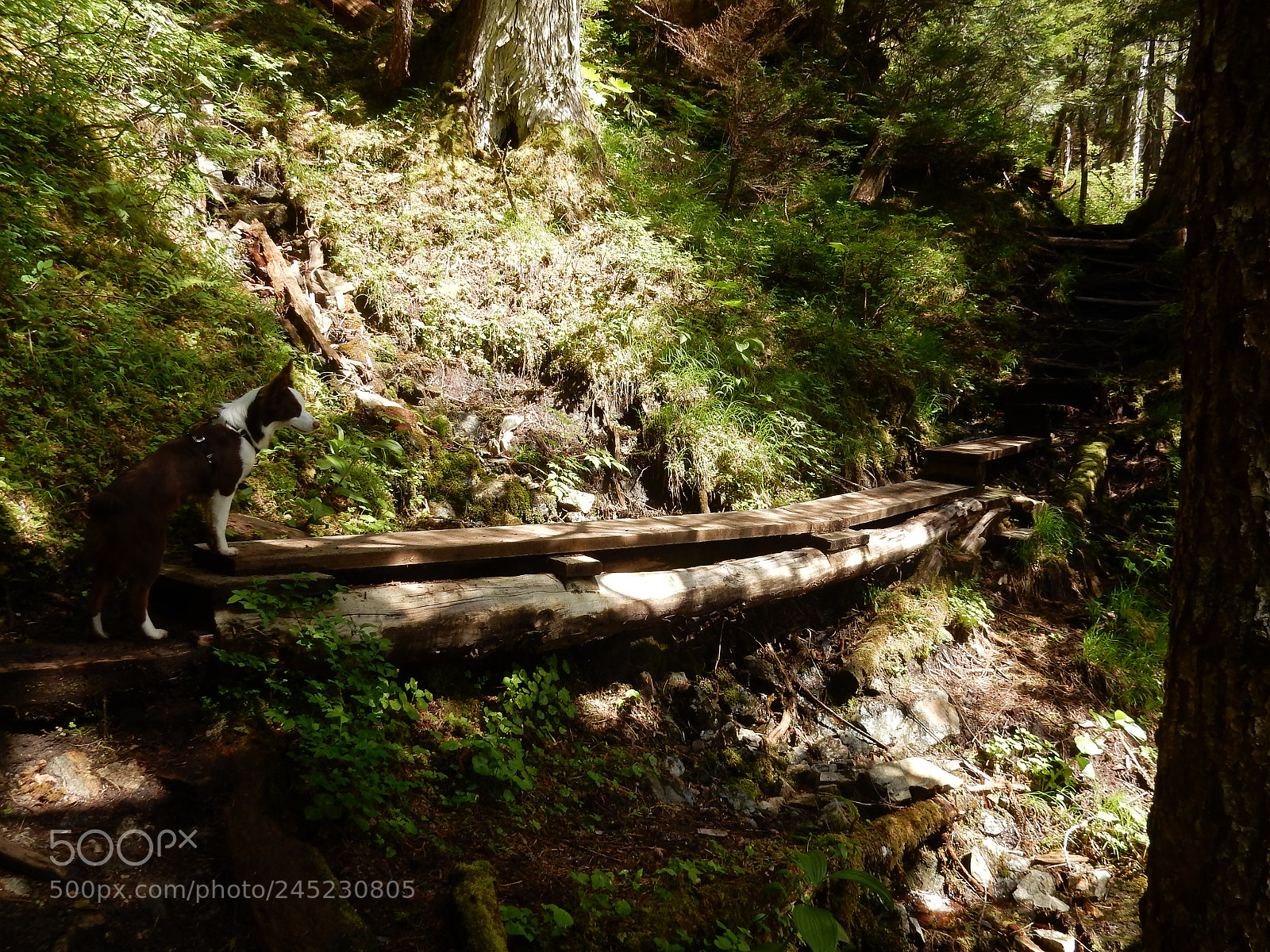 Nikon Coolpix S9900 sample photo. Gavin hill trail photography