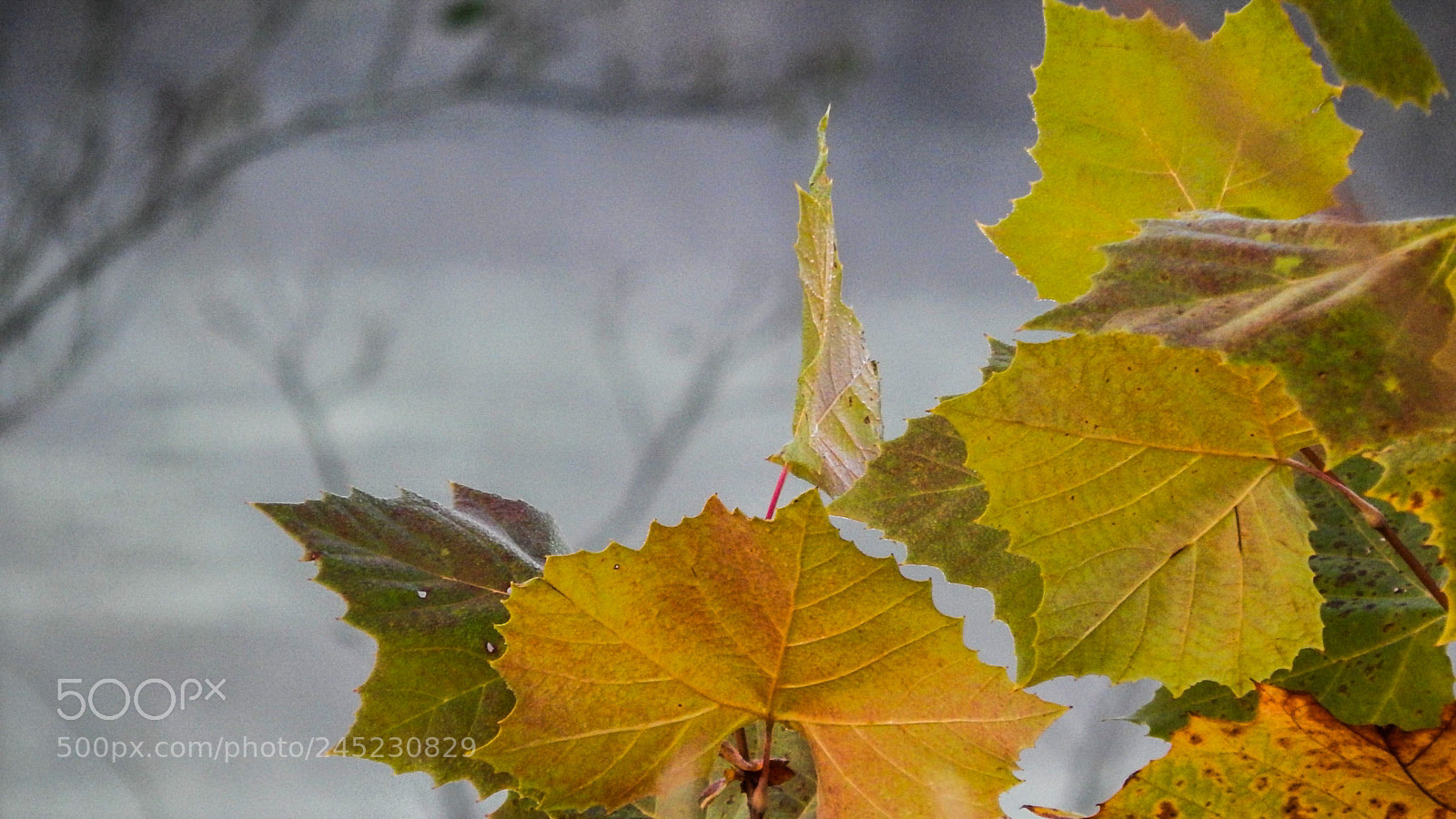 Nikon Coolpix L820 sample photo. The bunch up photography