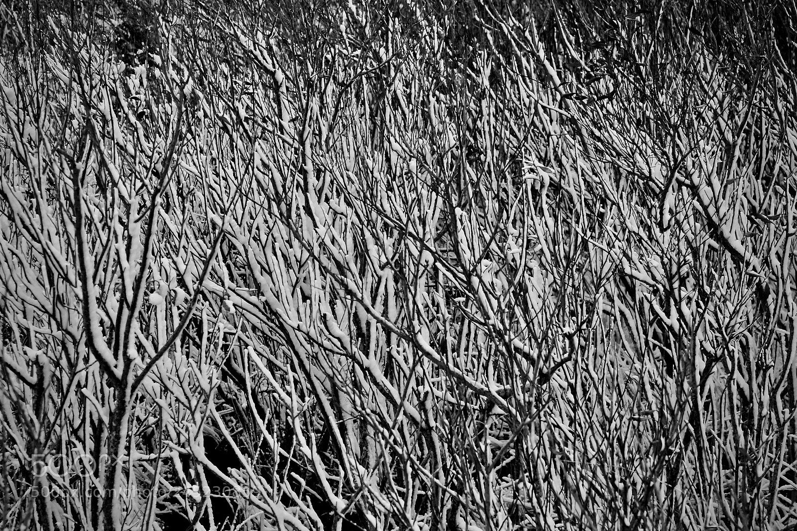 Canon EOS 10D sample photo. Snow covered beach bushes photography