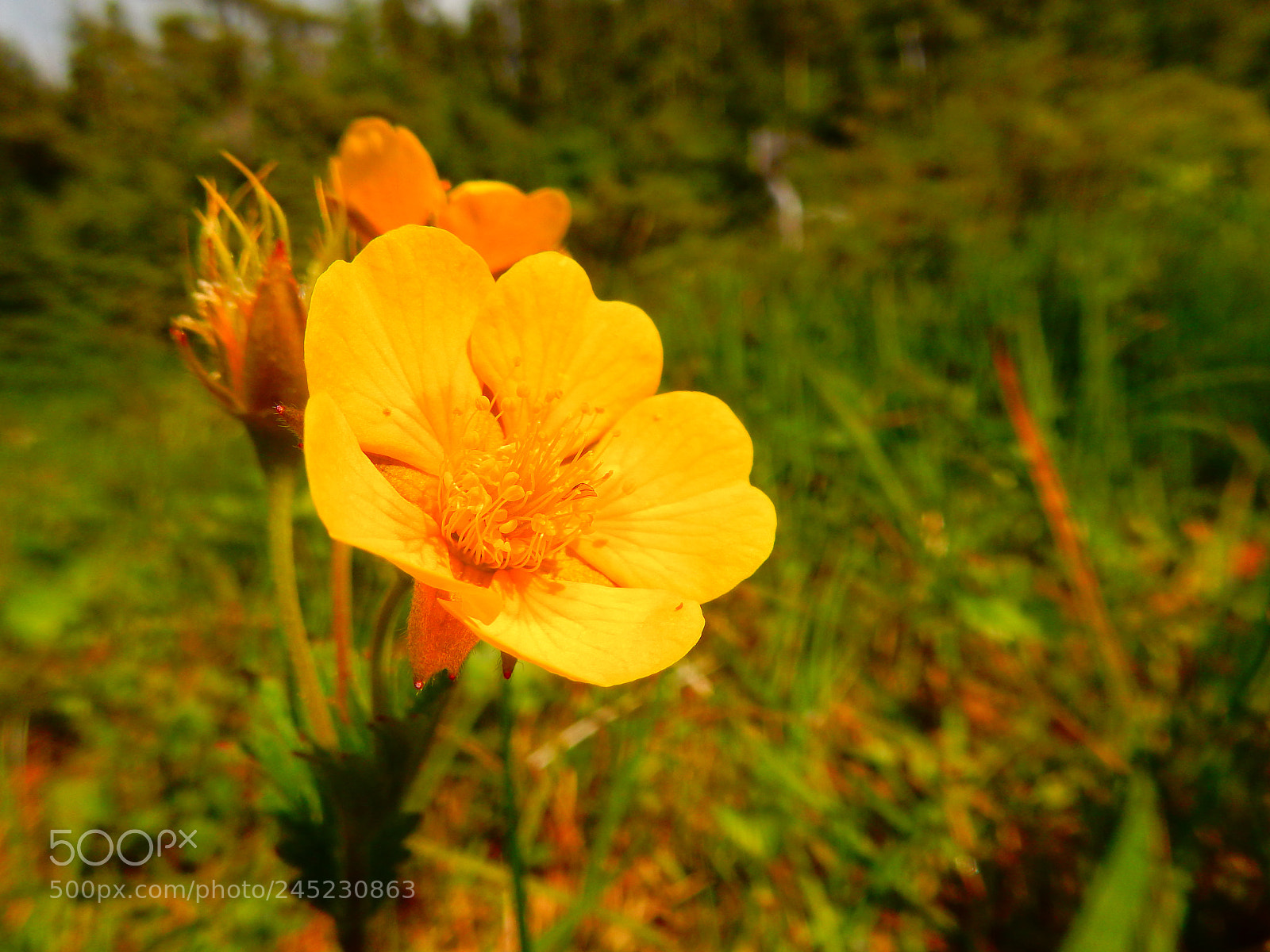 Nikon Coolpix S9900 sample photo. Buttercup photography