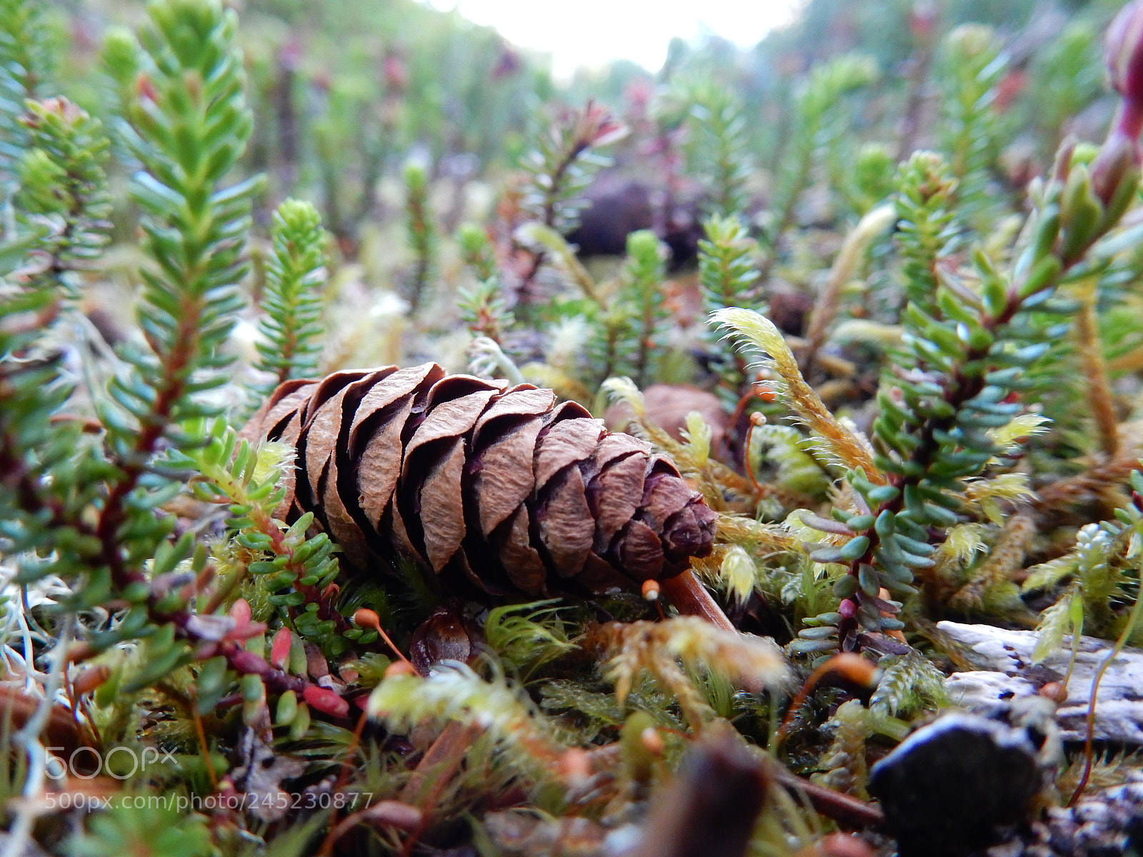 Nikon Coolpix S9900 sample photo. Pinecone photography
