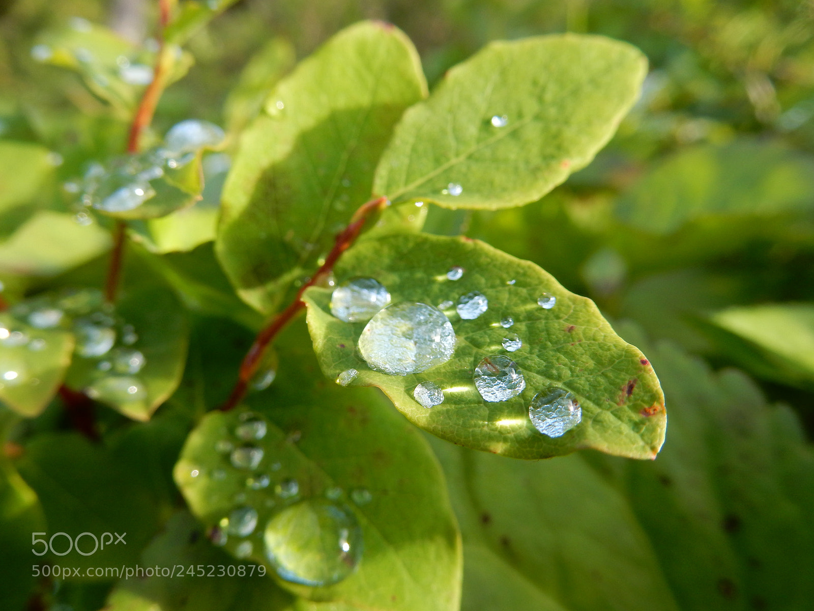 Nikon Coolpix S9900 sample photo. Waterdrops photography