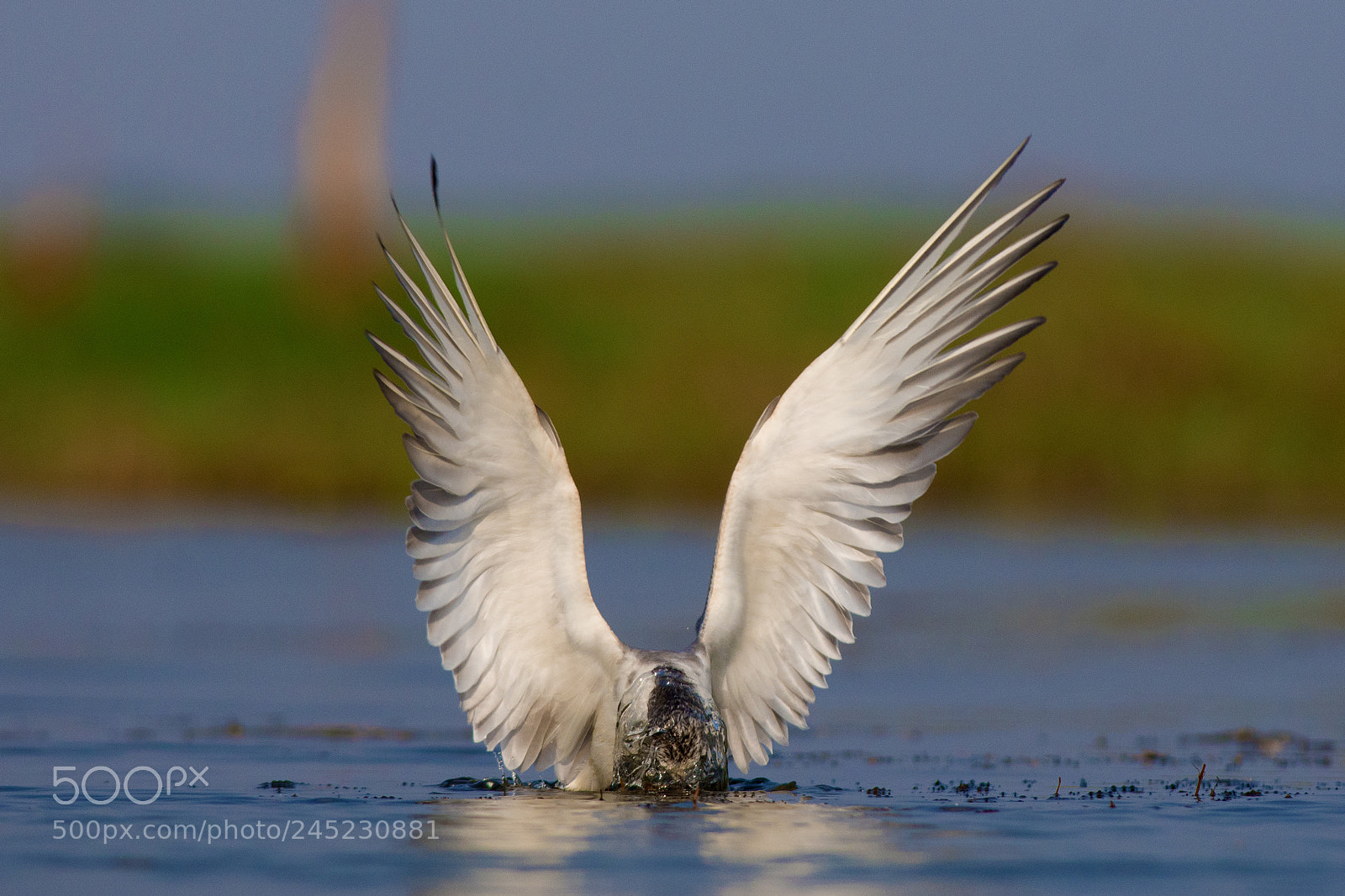 Nikon D7200 sample photo. Whiskered tern photography