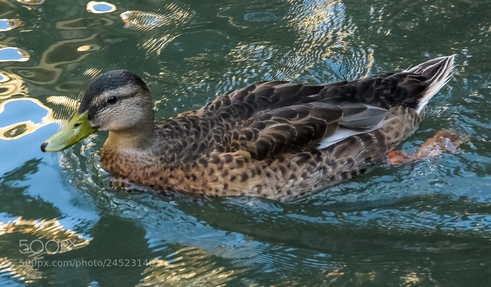 Nikon D810 sample photo. Just a duck!! photography
