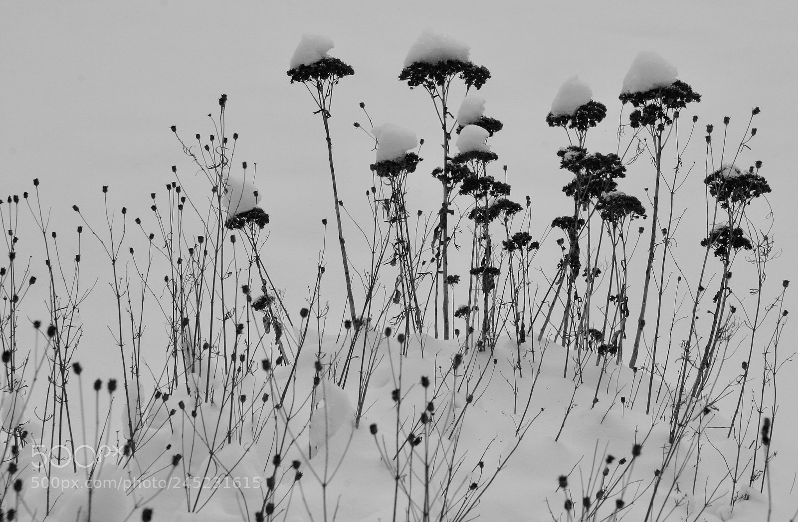 Canon EOS 10D sample photo. Snow in the back photography