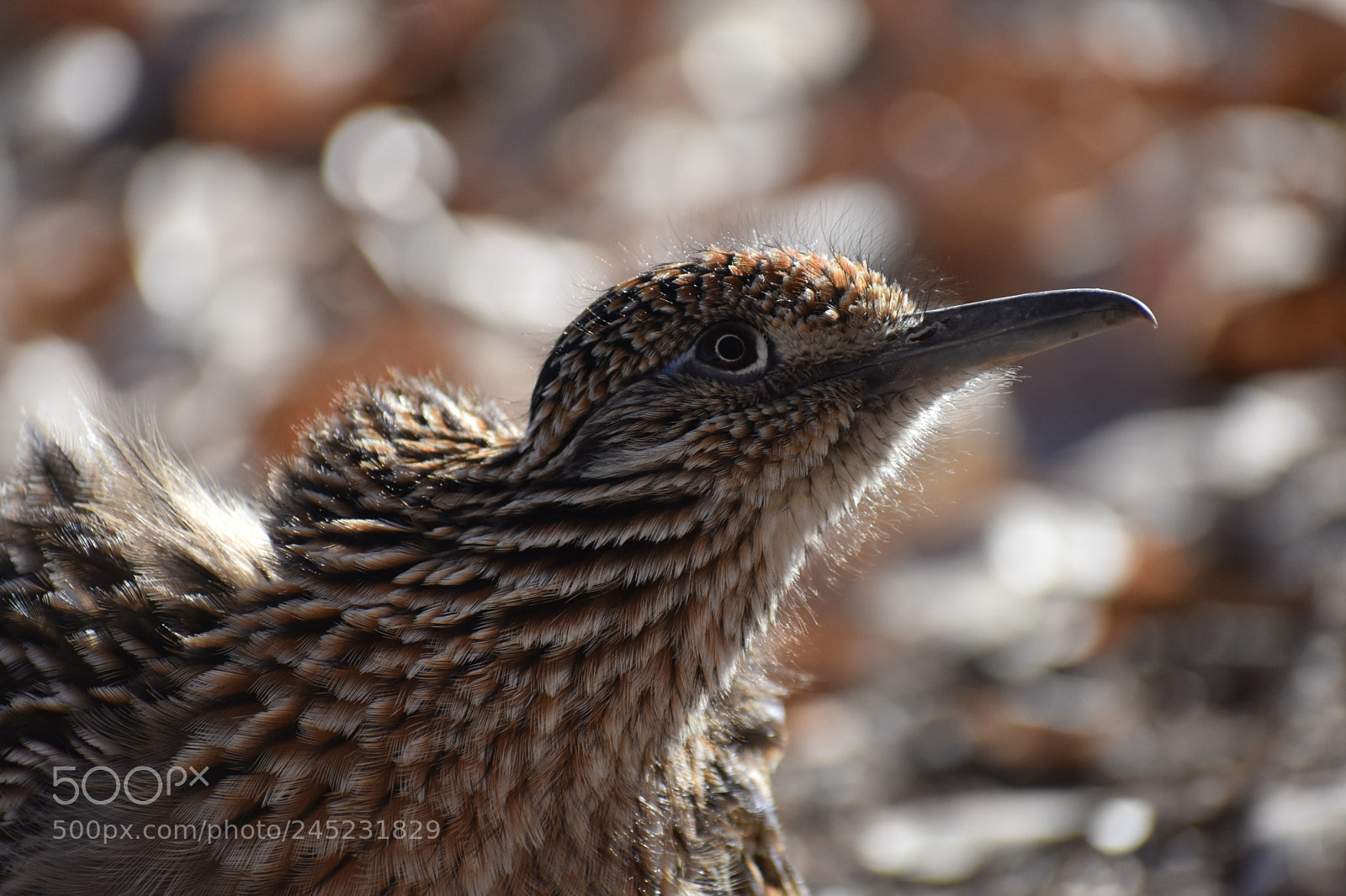 Nikon D7200 sample photo. Roadrunner photography