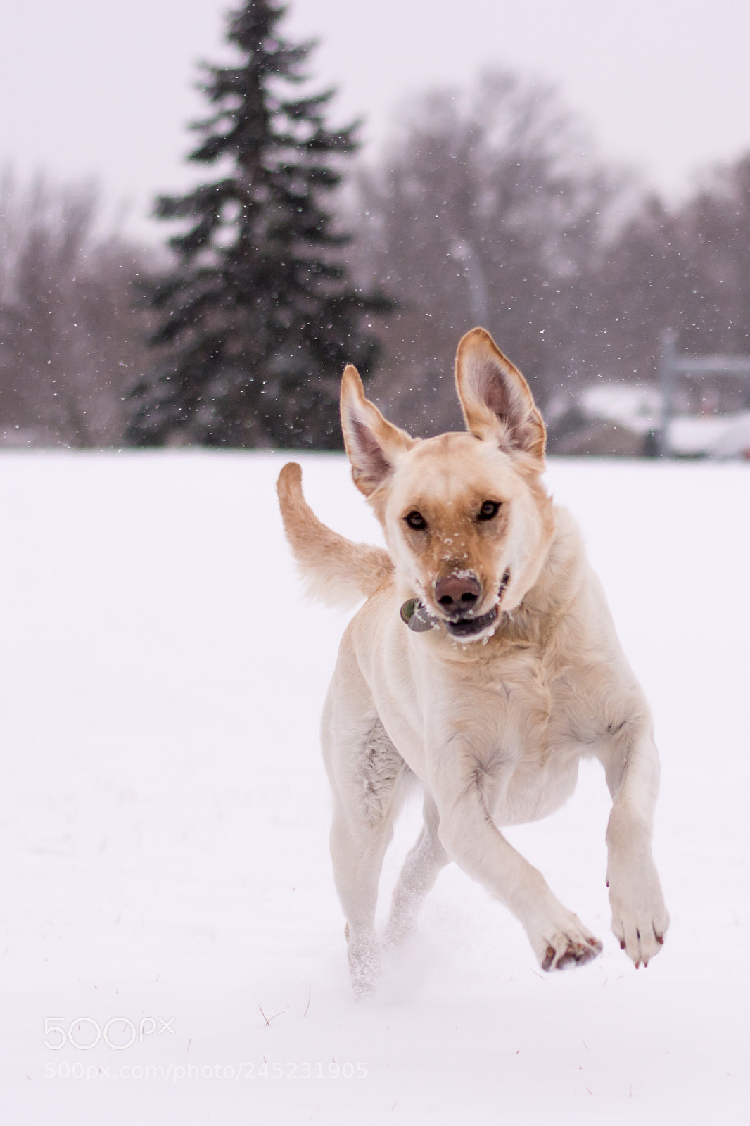 Nikon D7100 sample photo. Fin in winter photography