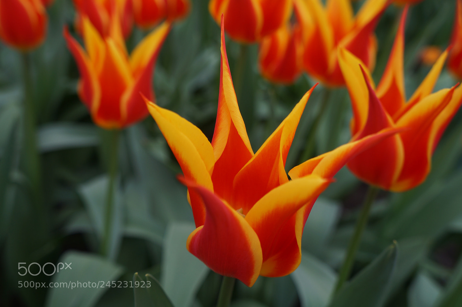 Sony Alpha a3000 sample photo. Flower photography