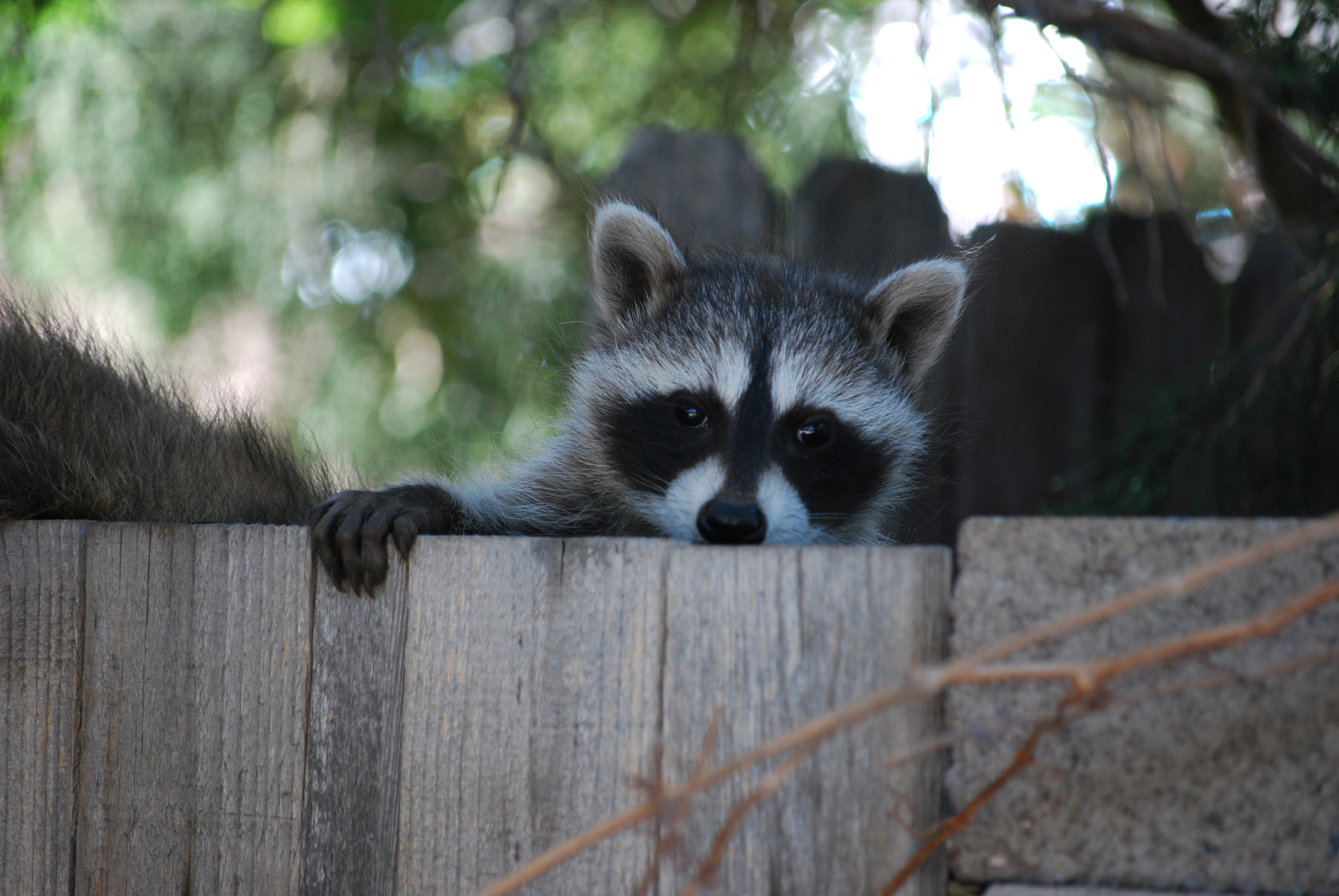 Nikon D60 sample photo. Backyard racoons photography