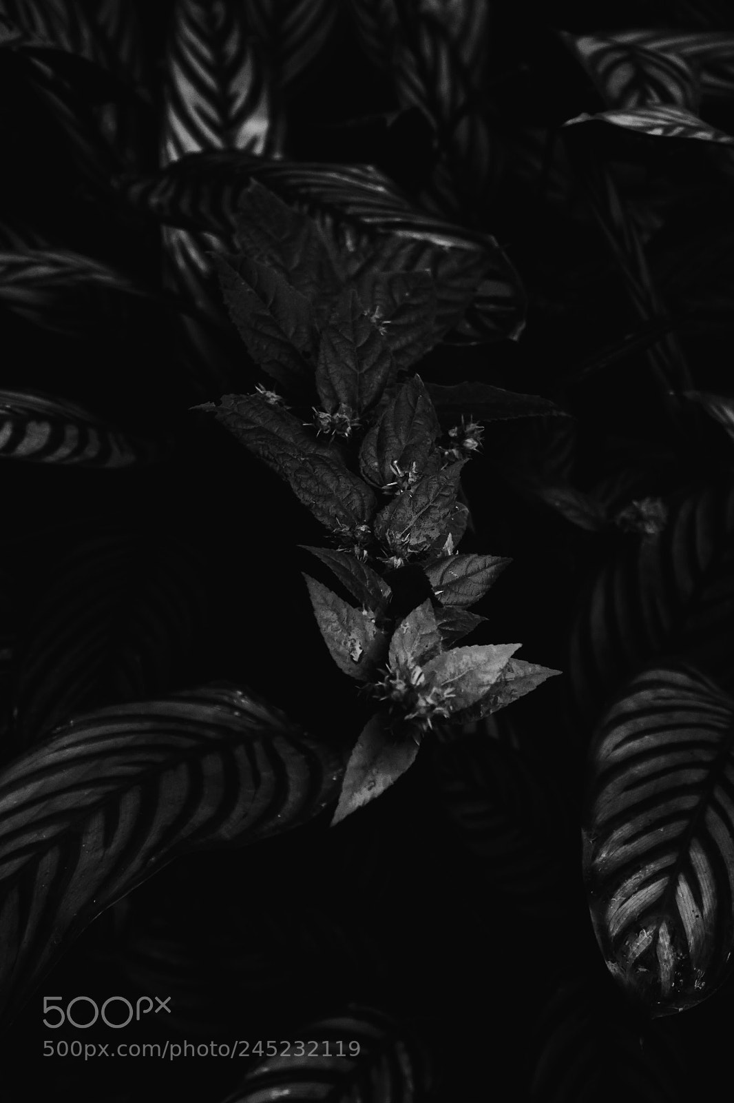 Nikon D3100 sample photo. Nature | foto ana francisconi photography
