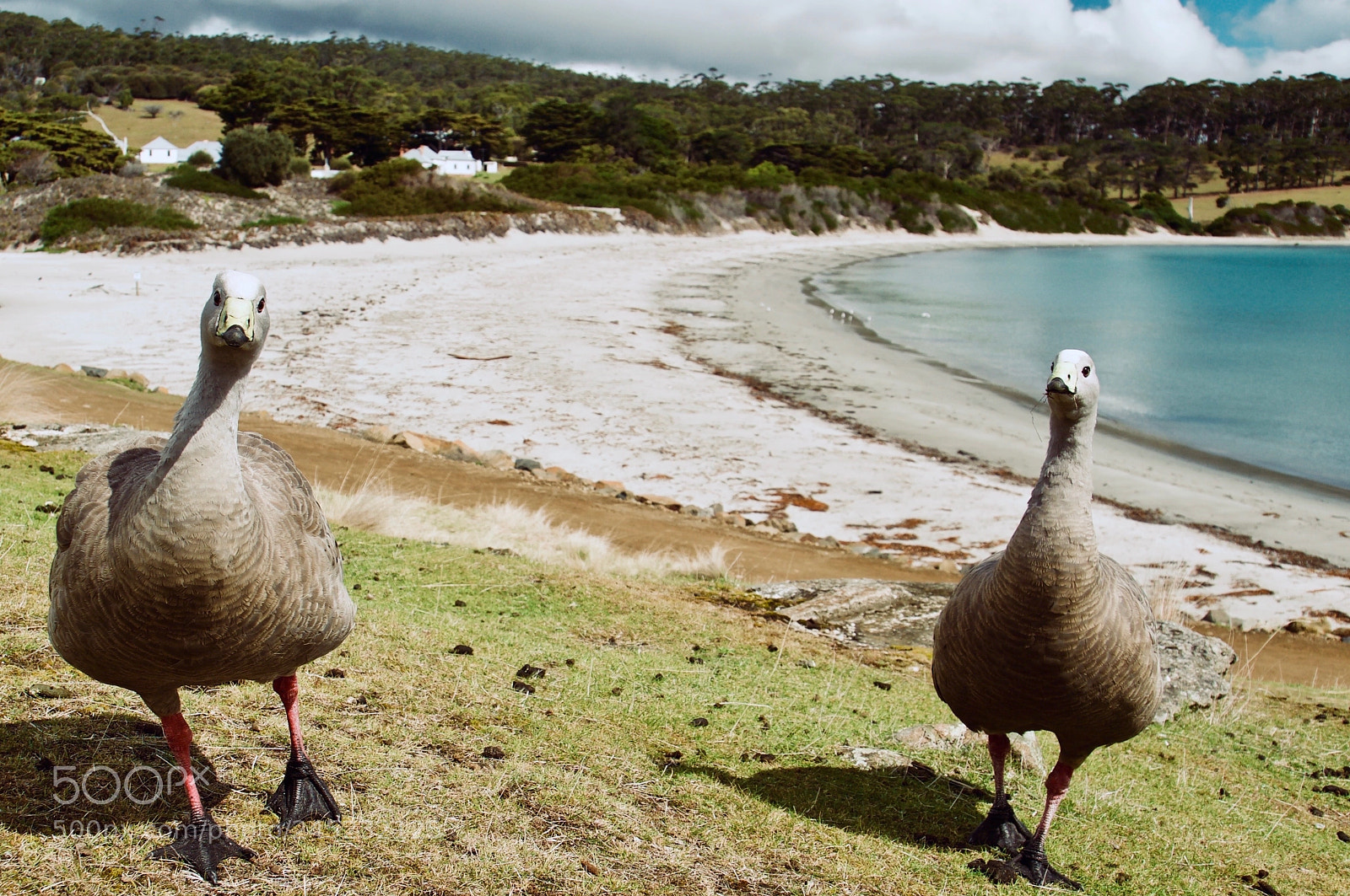 Sony Alpha NEX-6 sample photo. Cape barron geese photography