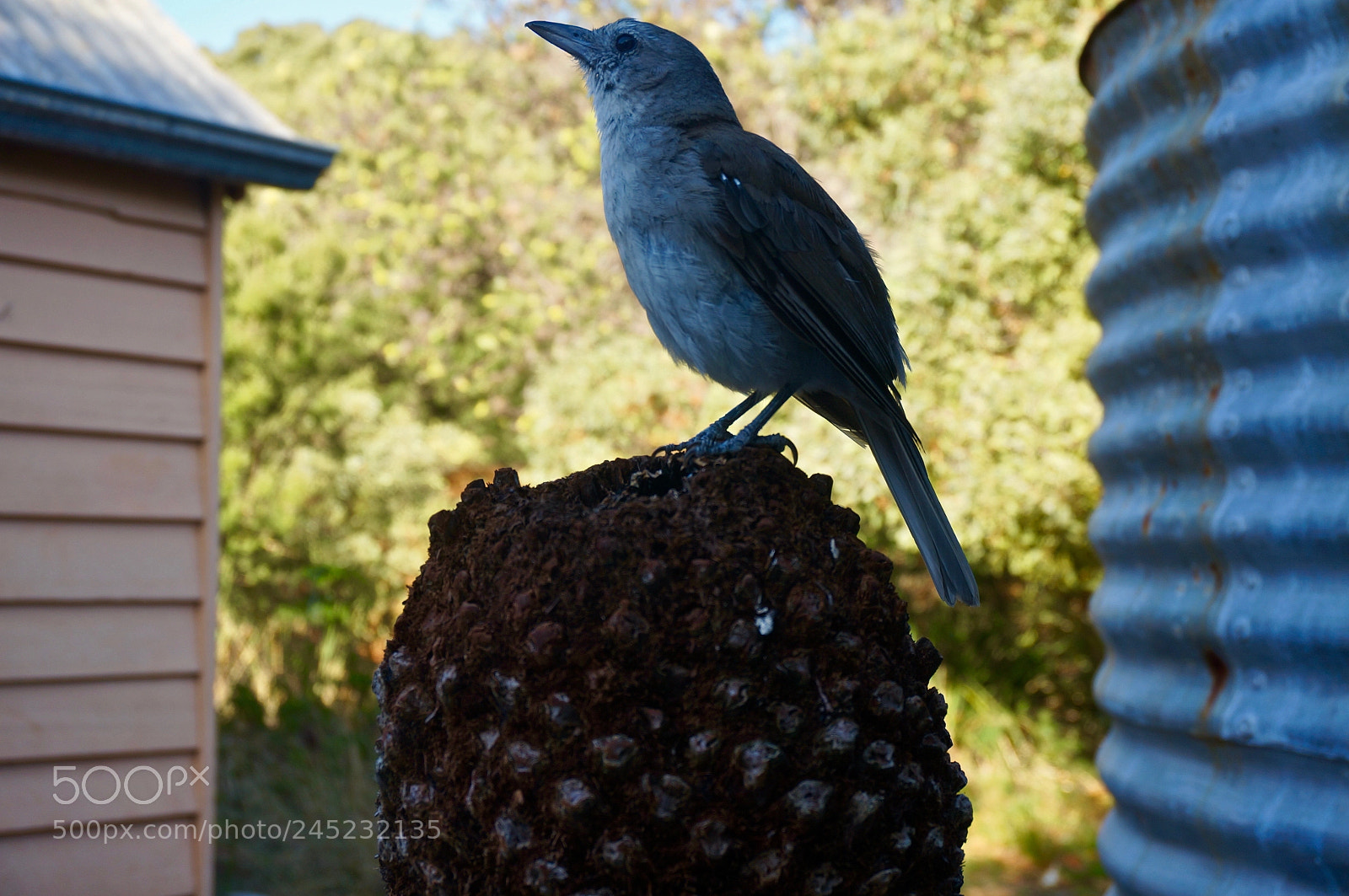 Sony Alpha NEX-6 sample photo. Grey strike thrush photography
