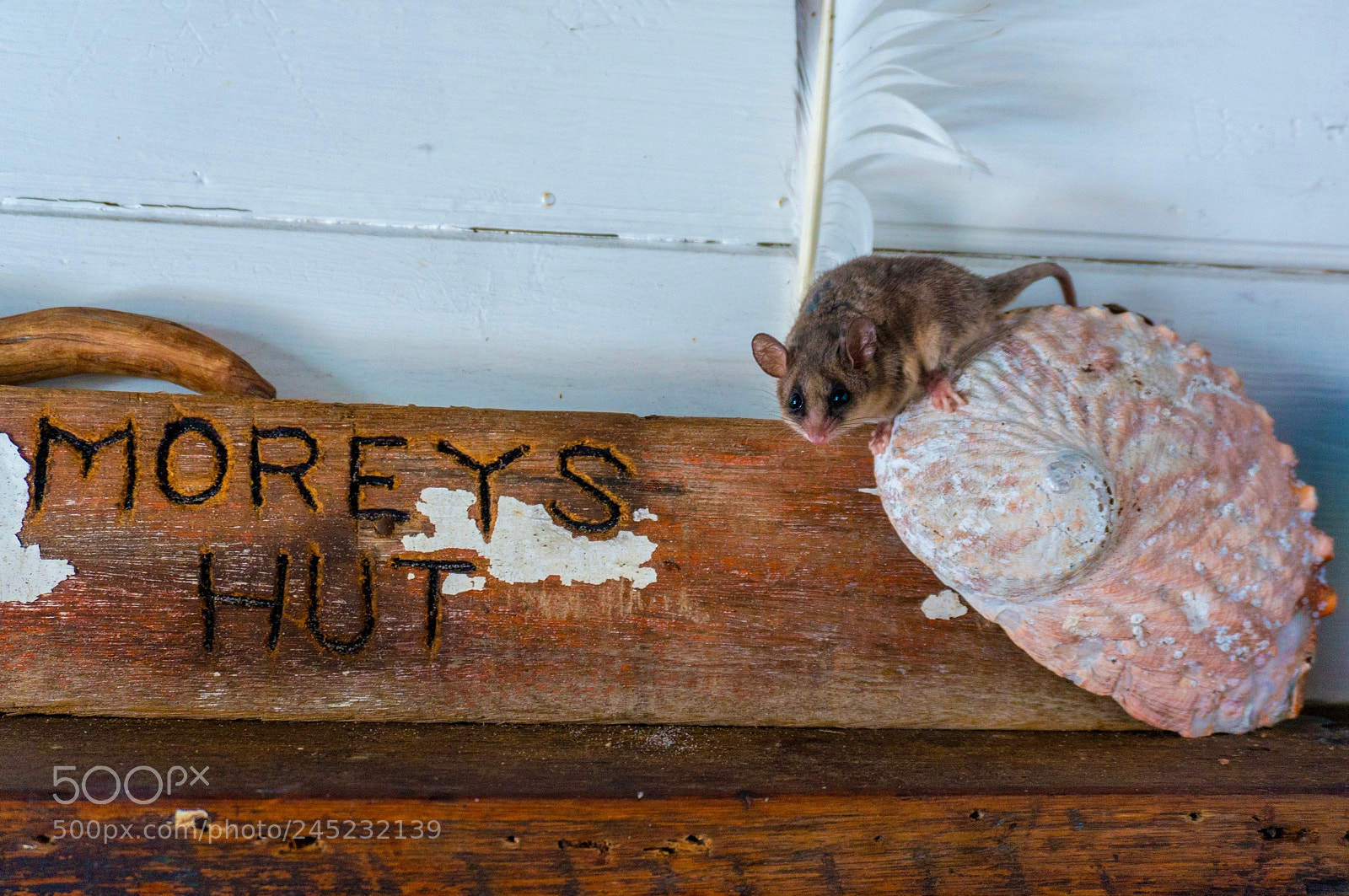 Sony Alpha NEX-6 sample photo. Pigmy possum photography