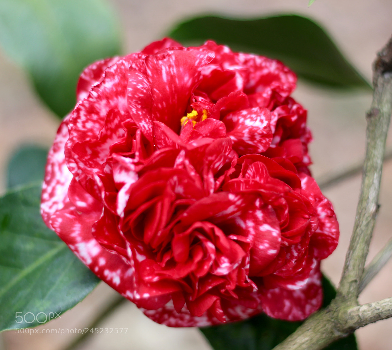 Canon EOS 100D (EOS Rebel SL1 / EOS Kiss X7) sample photo. Grand marshall camellia photography