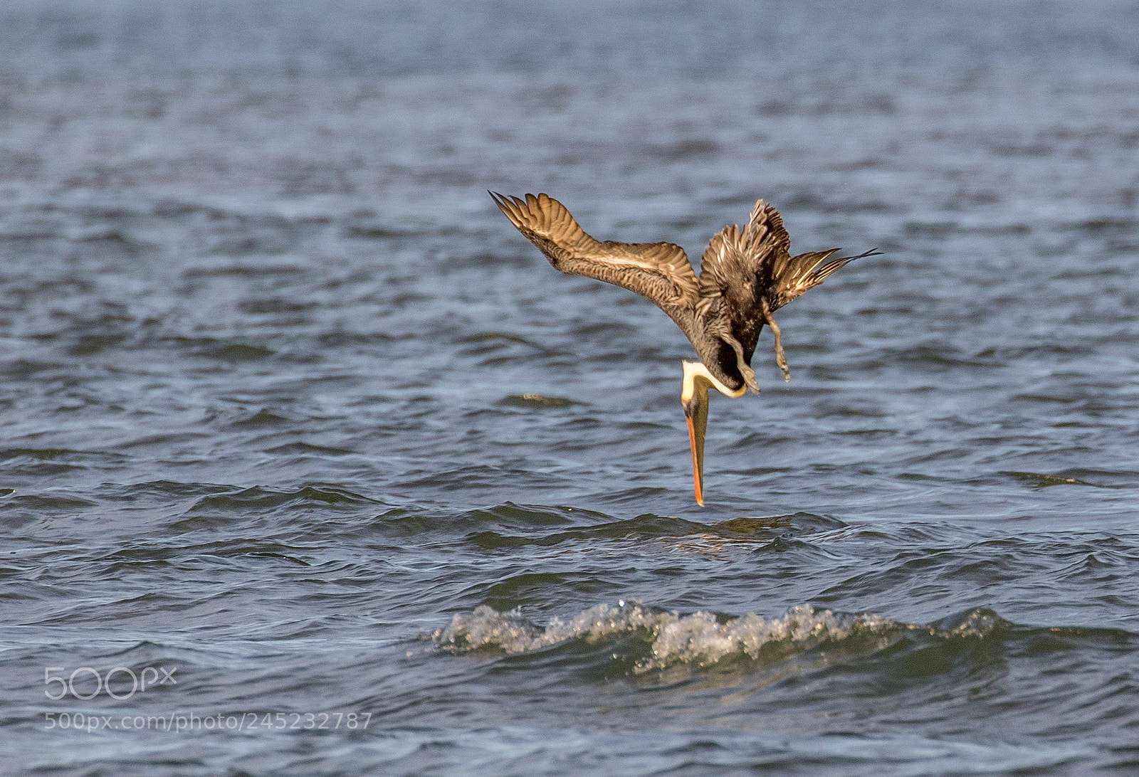 Canon EOS 7D Mark II sample photo. Pelican in steep dive photography
