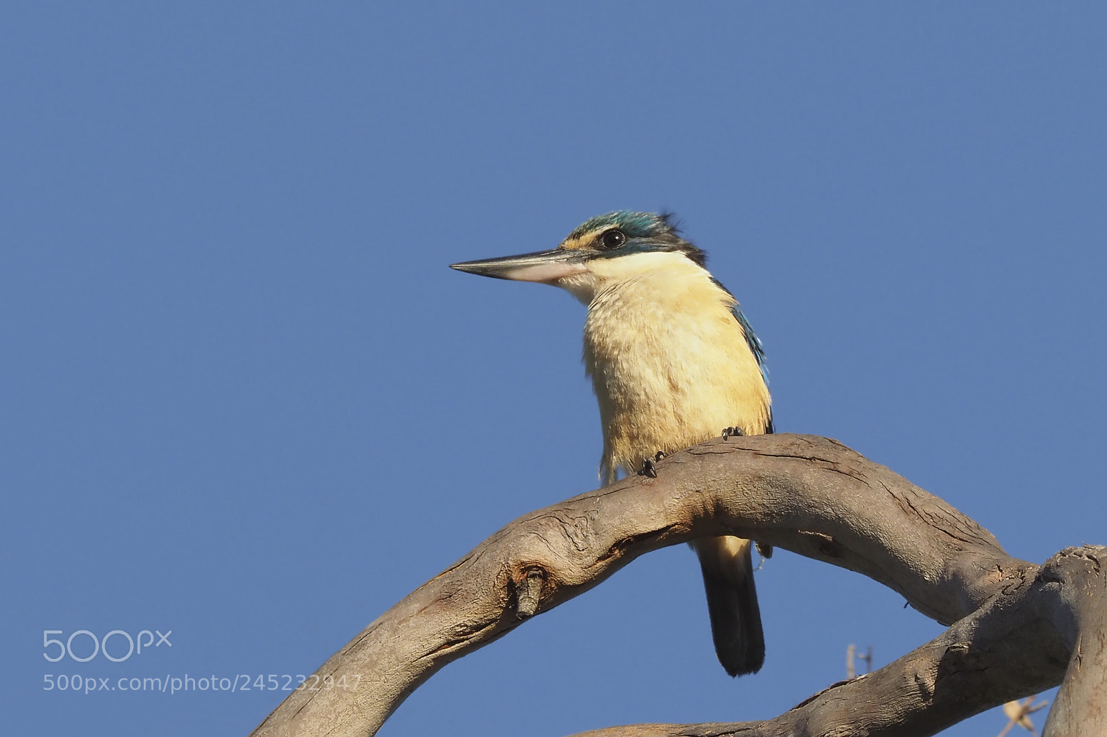 Olympus OM-D E-M1 Mark II sample photo. Sacred kingfisher photography