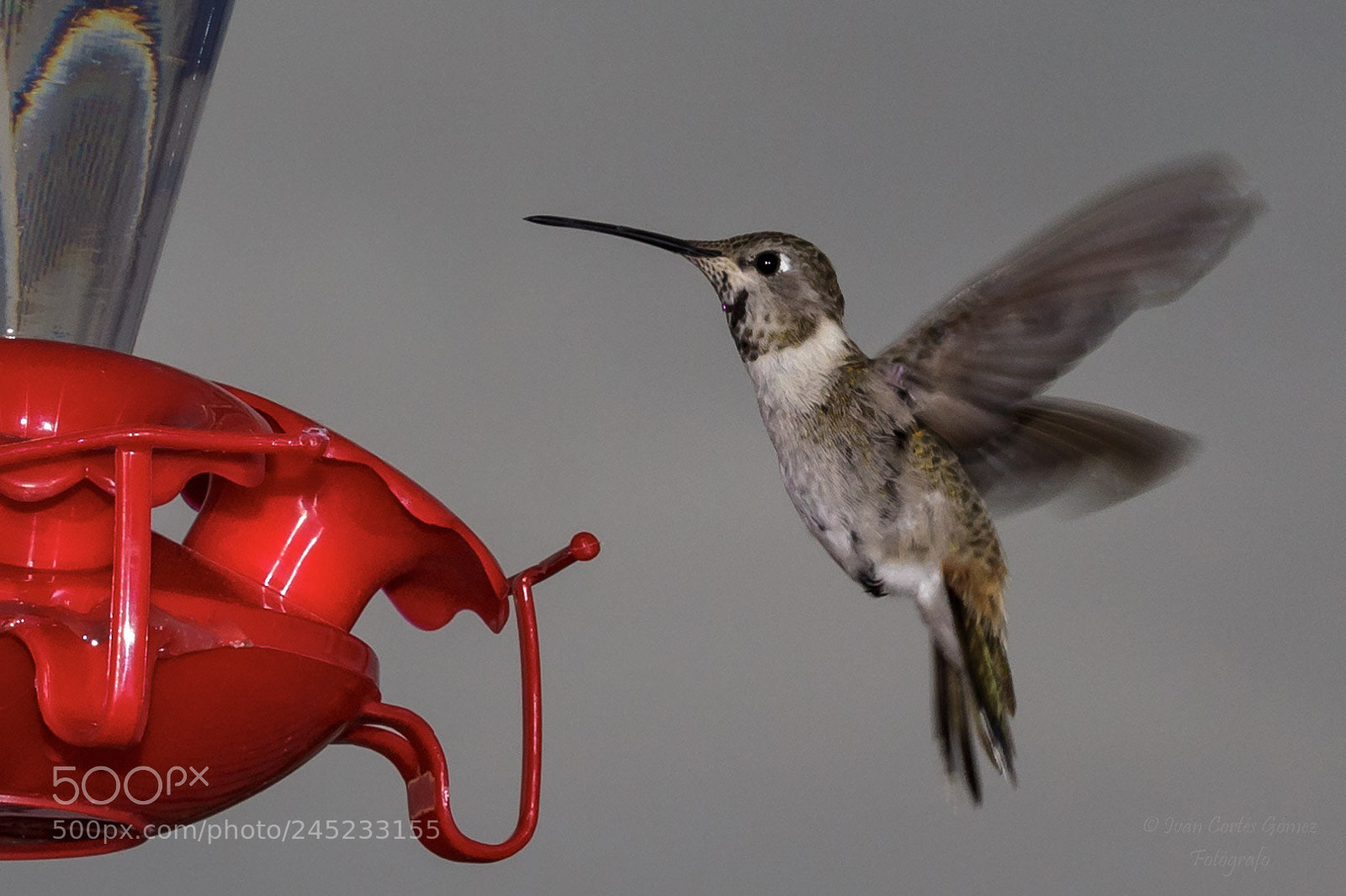 Canon EOS 700D (EOS Rebel T5i / EOS Kiss X7i) sample photo. Hummingbird photography