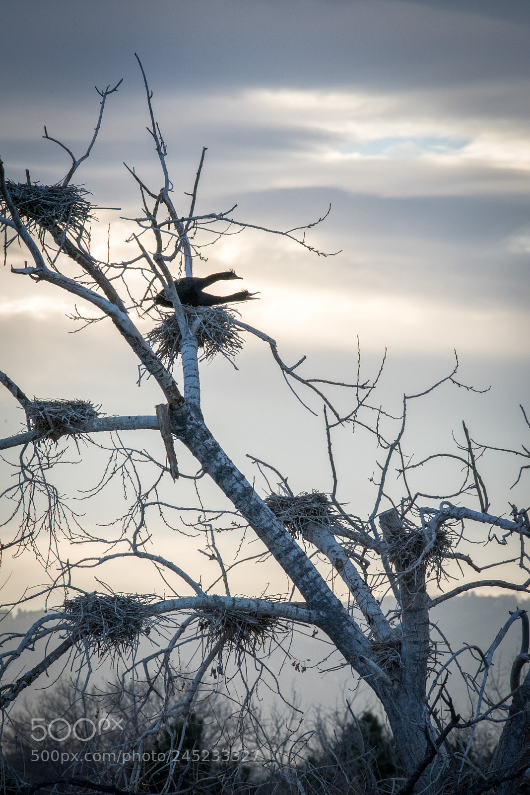 Nikon D750 sample photo. The bird nest tree photography