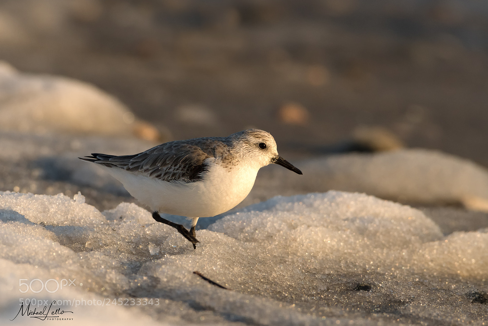 Nikon D500 sample photo. Sanderling slush photography