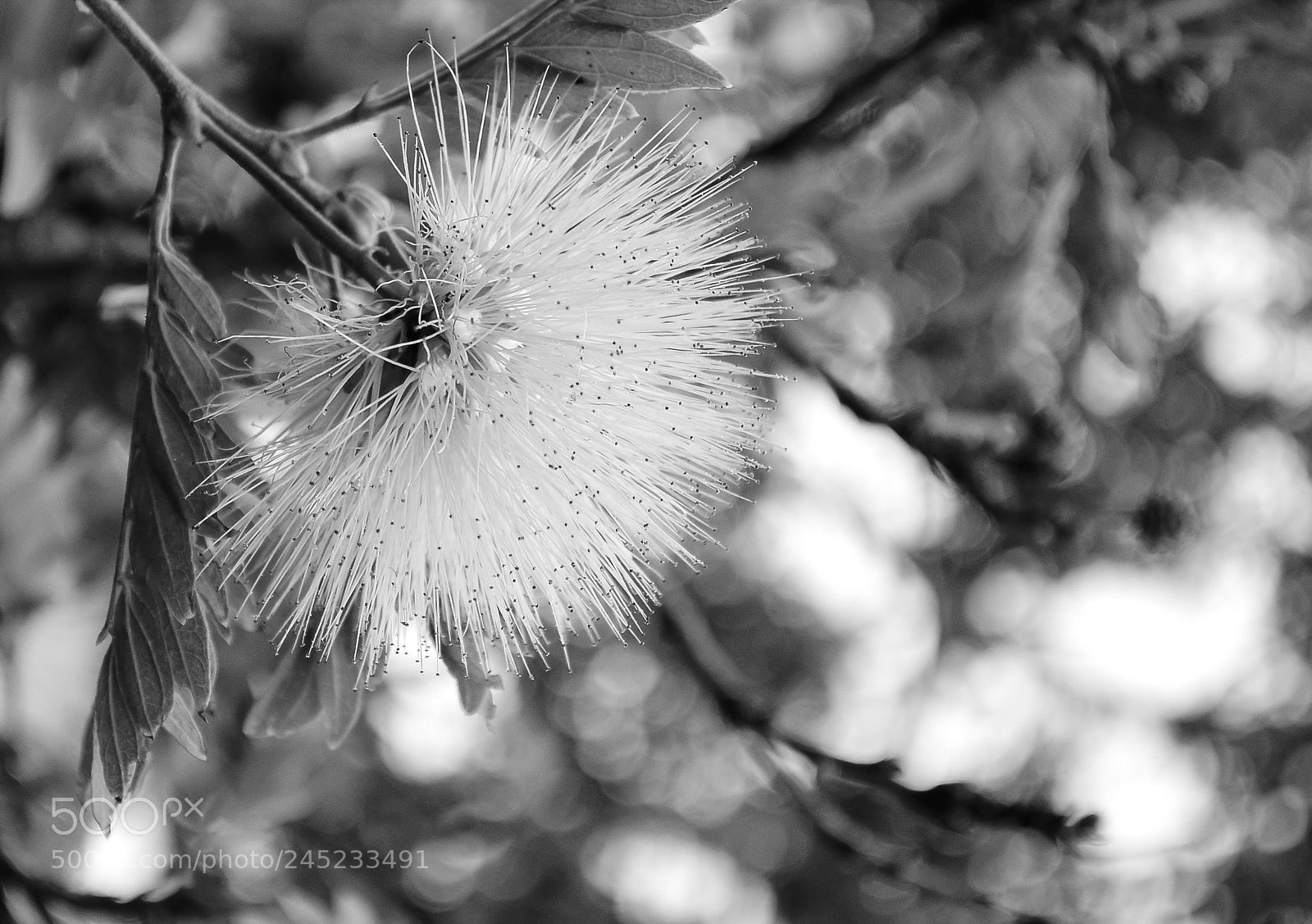Nikon D5100 sample photo. Despeluque photography