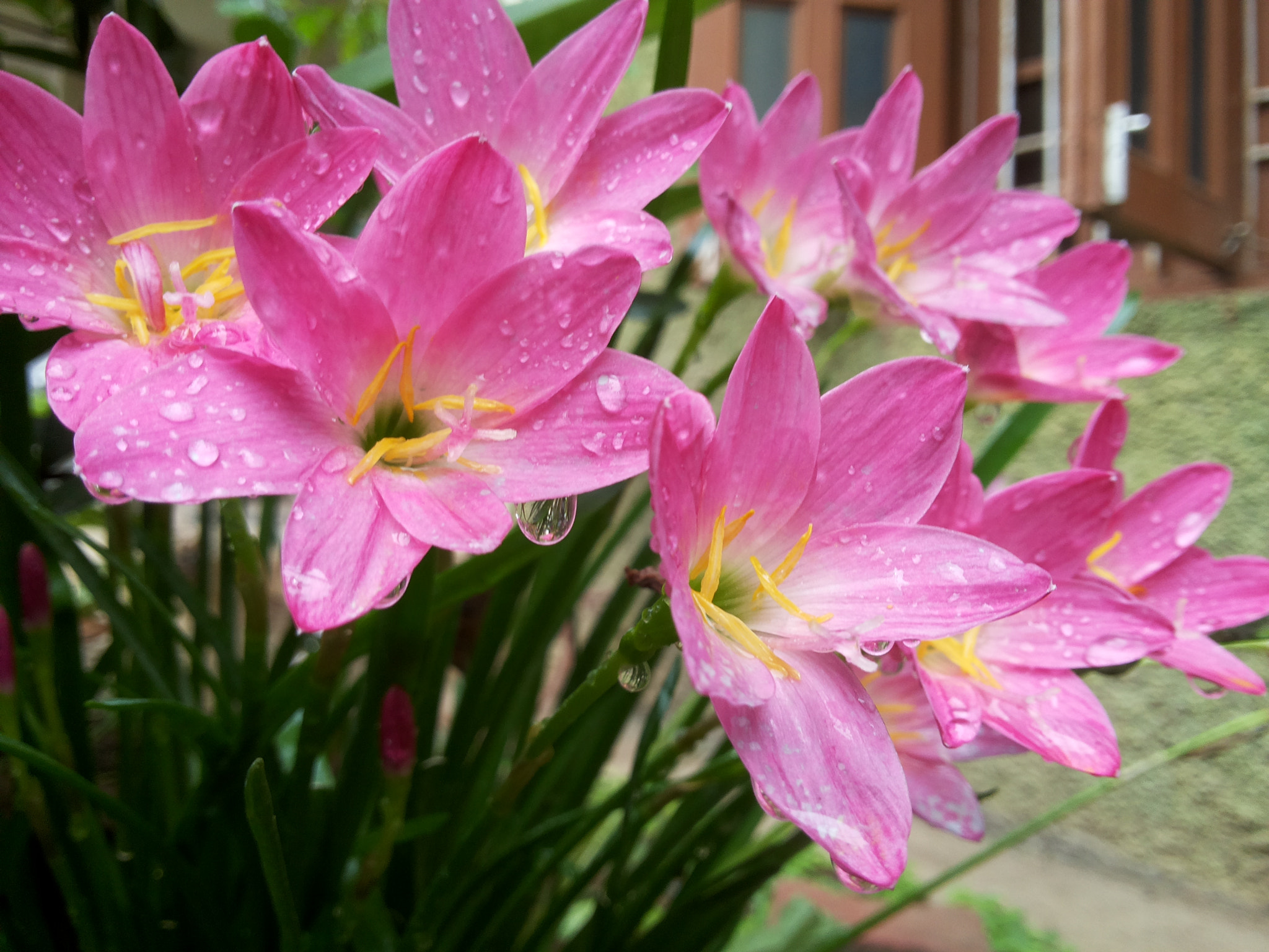 Samsung Galaxy Grand Duos sample photo