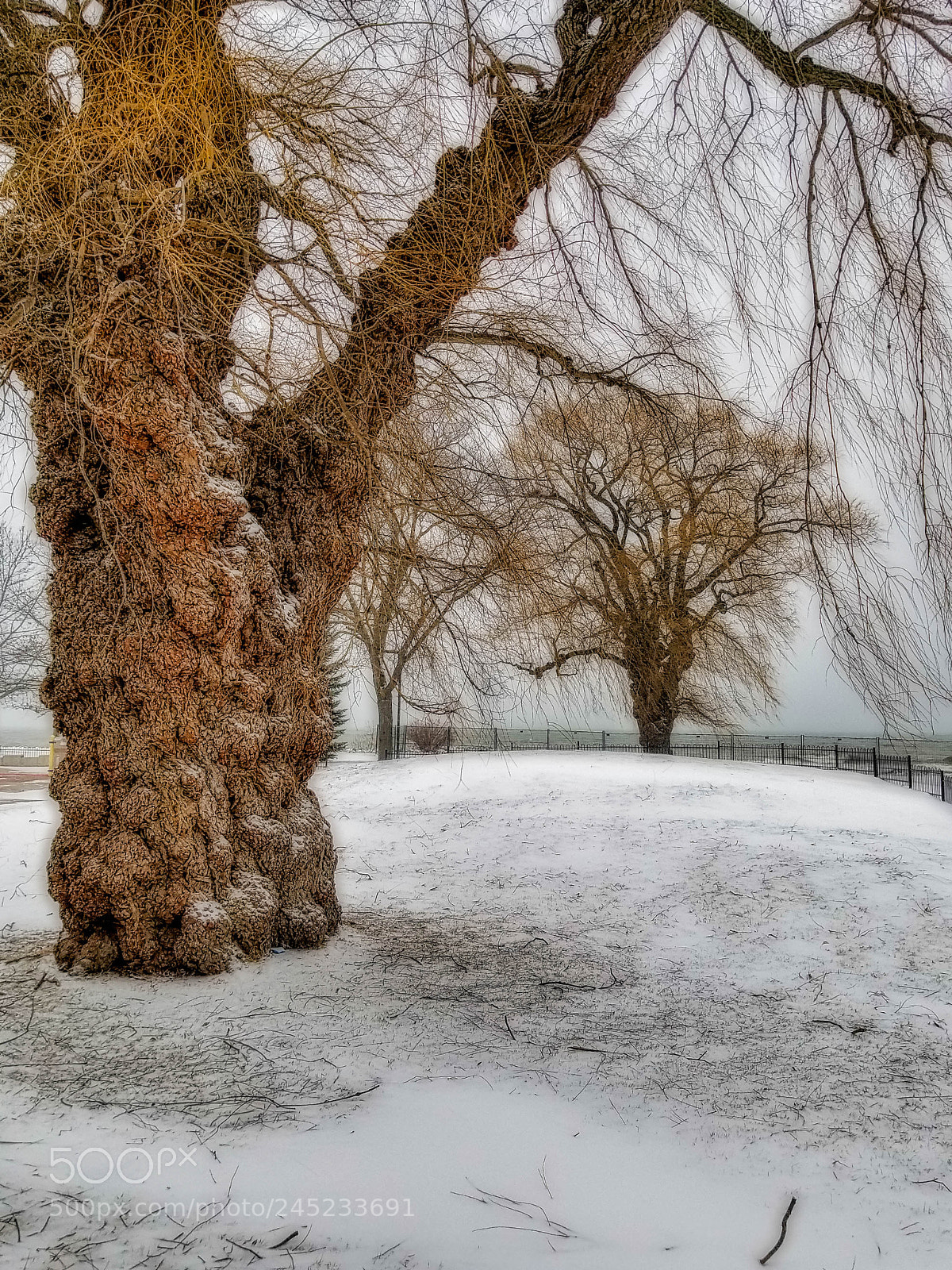 Samsung Galaxy S8+ sample photo. Gnarly tree - coronation photography