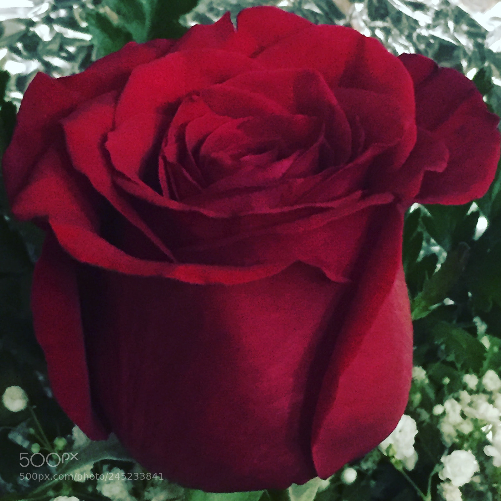 Apple iPhone 6 sample photo. A red rose photography